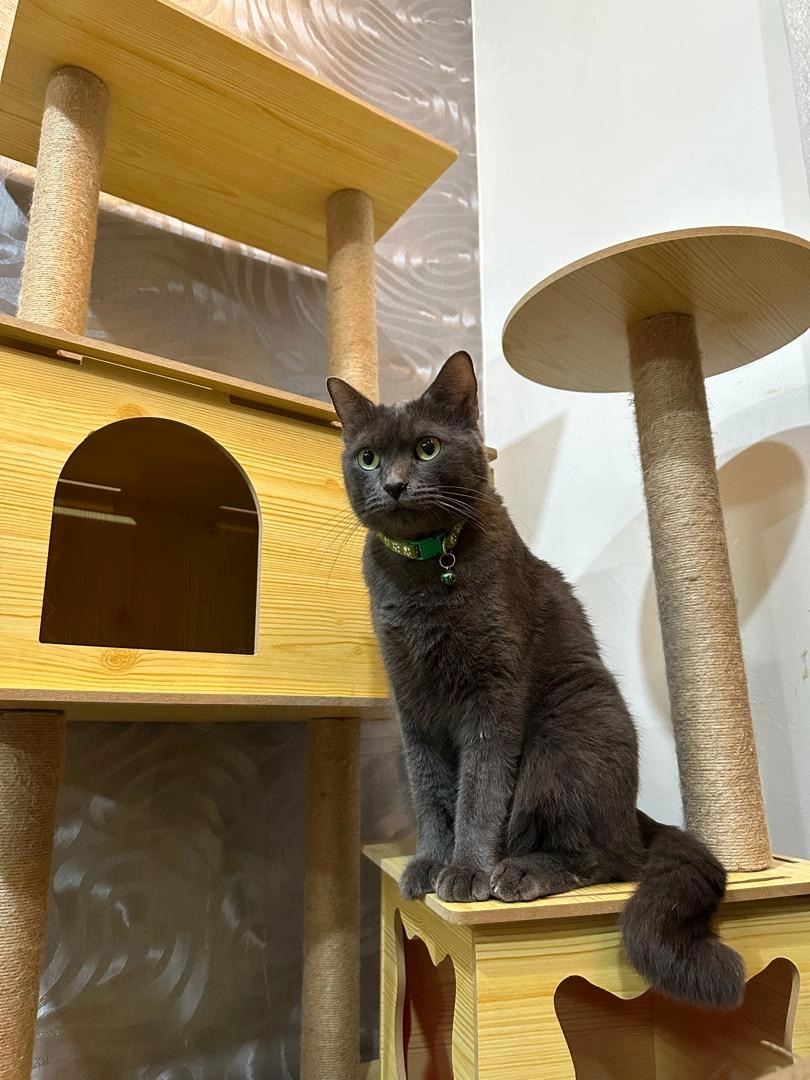 Cloudy - 47130, Puchong