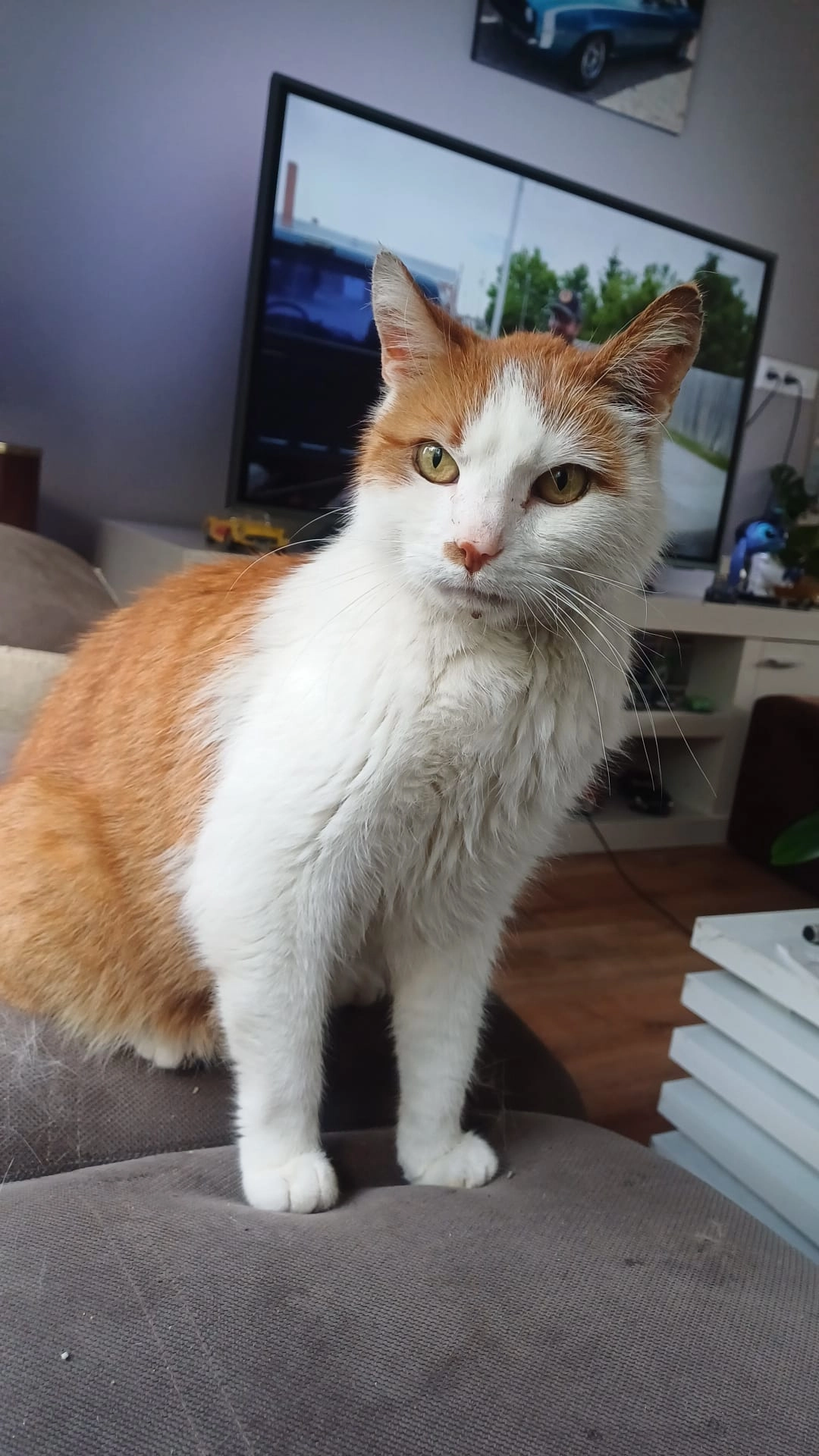 Henri - Julianalaan, 't Veld