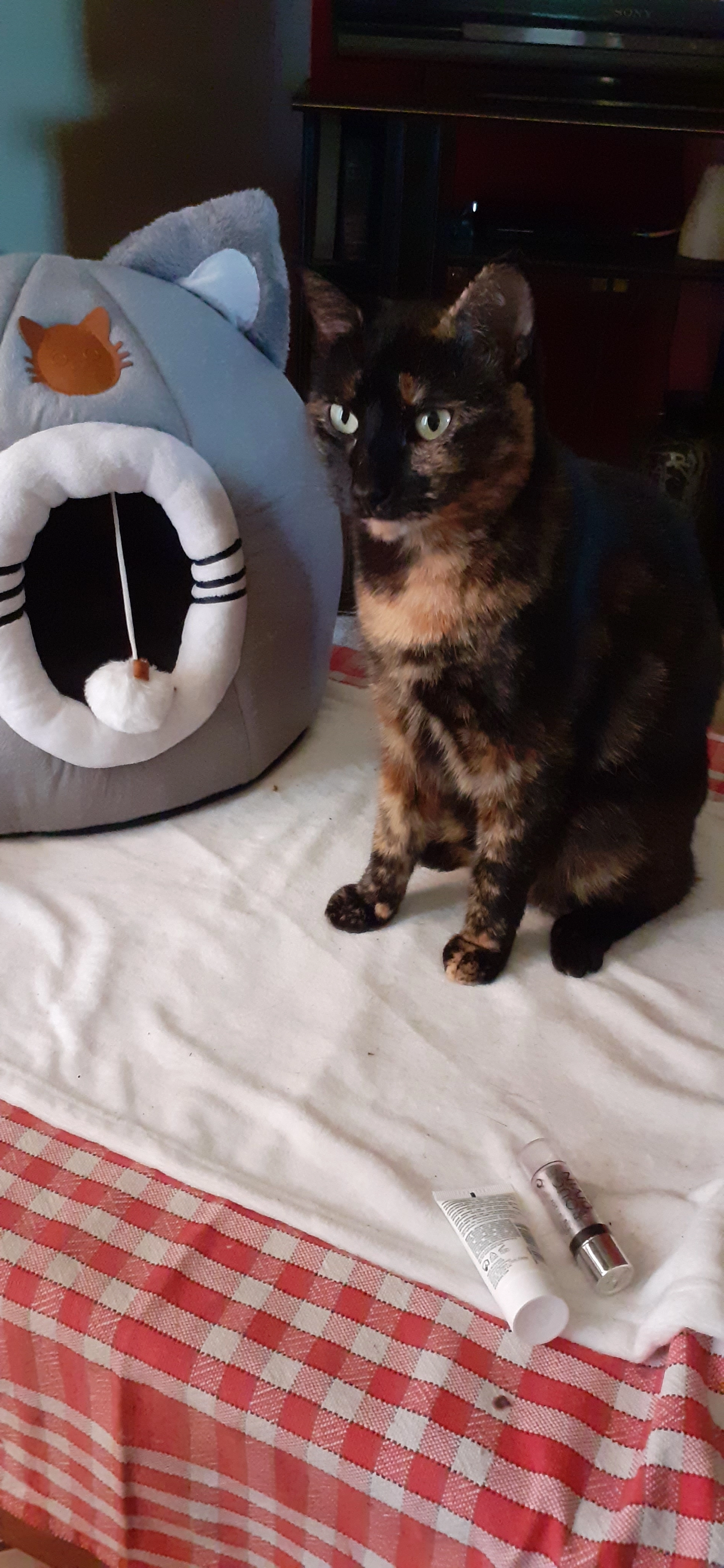 ROSITA - Rue Du Clos De Chatressac, Chaillevette