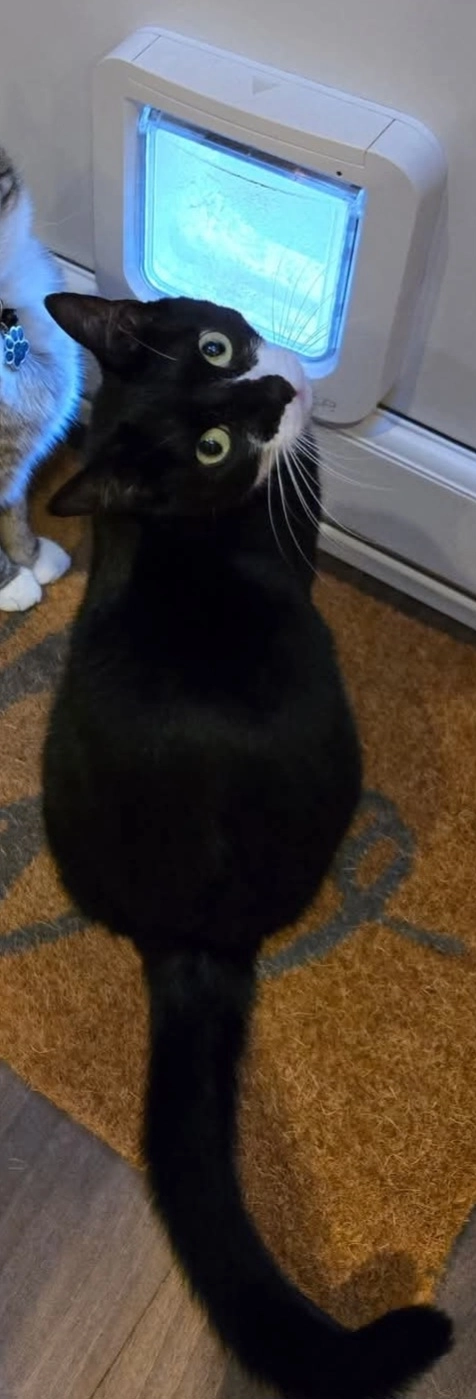 Annie - Melplash Road, Ipswich