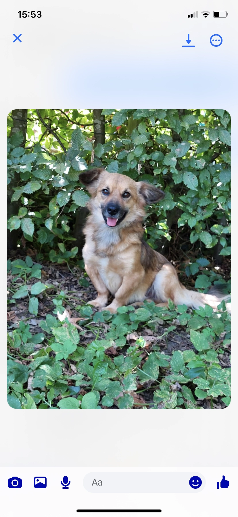 Spike - Prins Filiplaan, Sint-Gillis-Waas