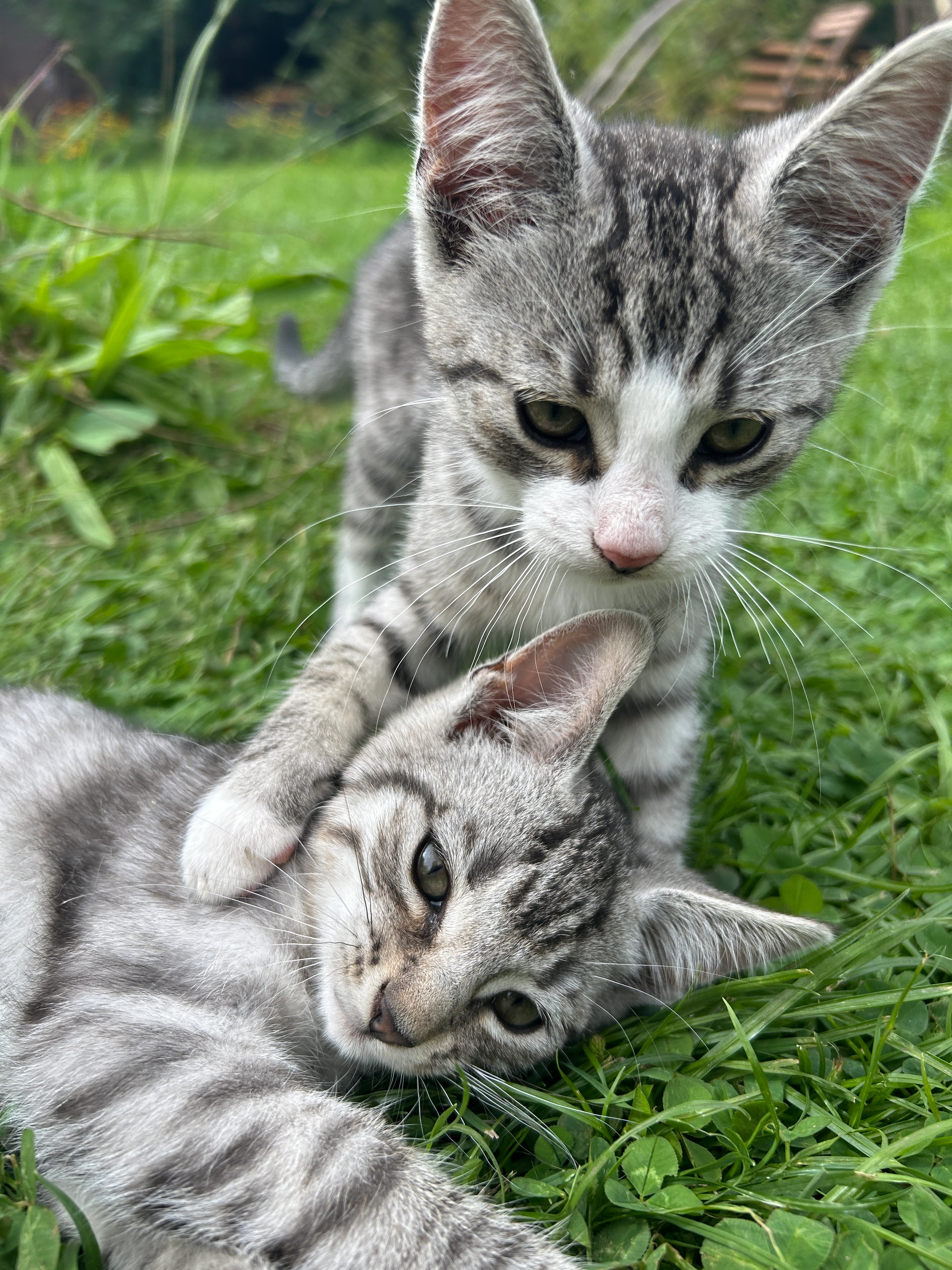 Zwei Babykatzen  - Strandweg, Loissin