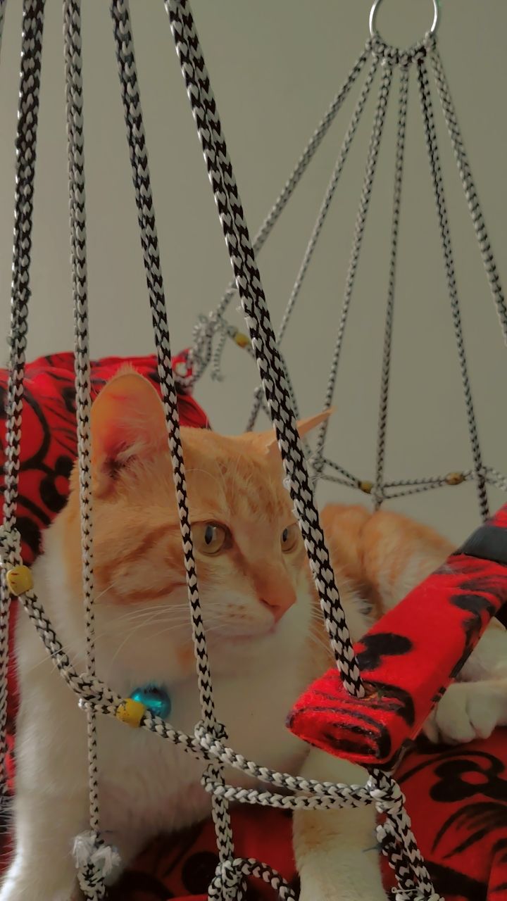 Dora - Ashok vihar colony khurram nagar pant nagar lucknow , Lucknow