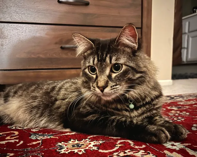 Rolo - Via Arribo, Rancho Santa Margarita