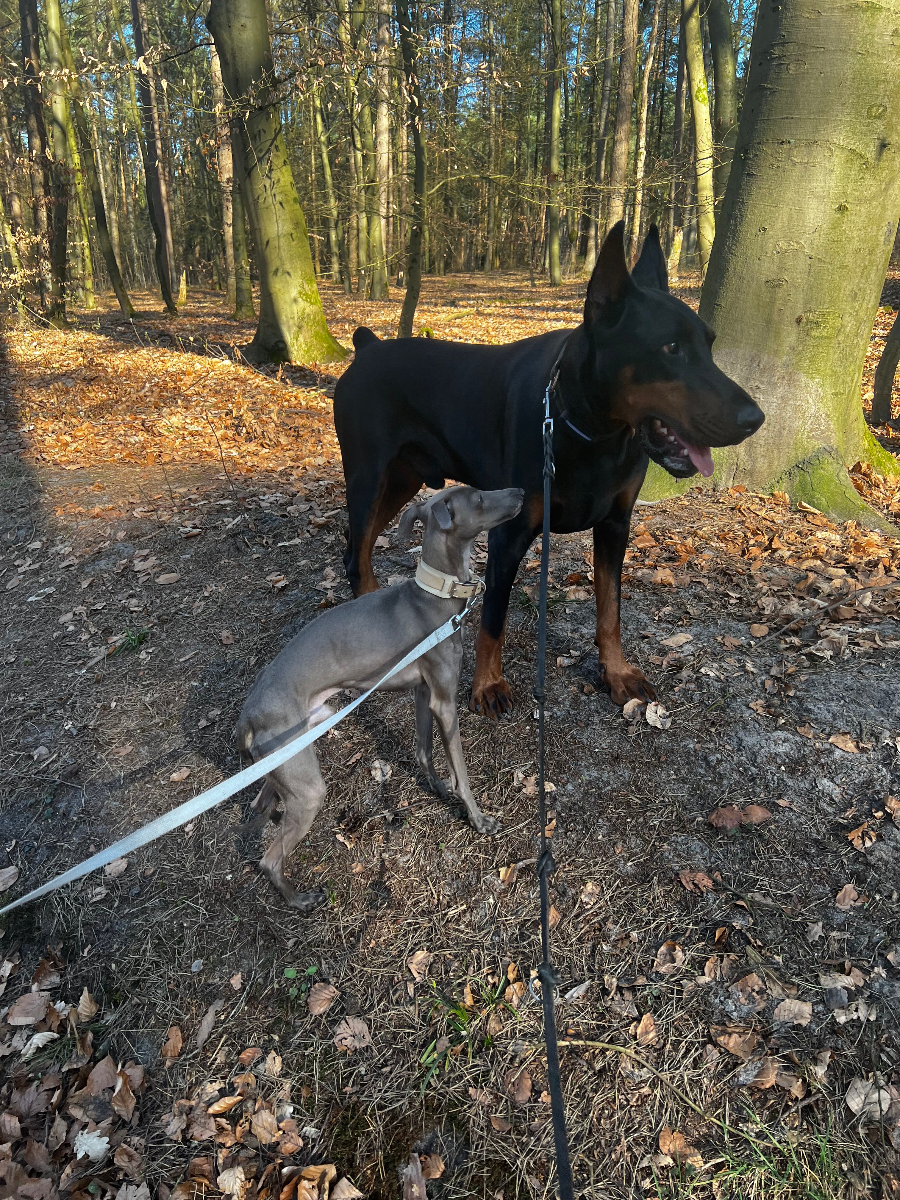 Nino - Senner Hellweg, Bielefeld