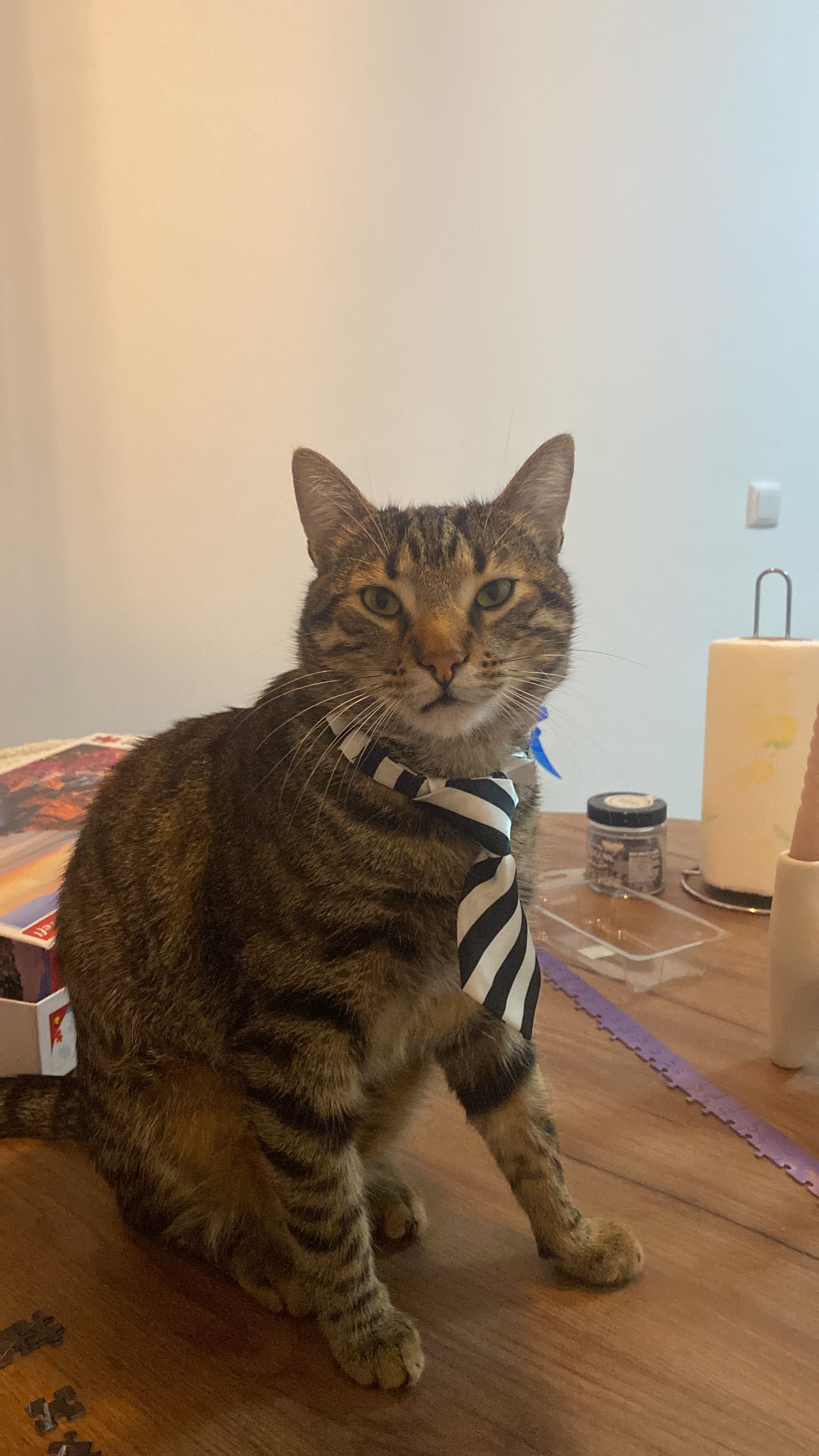 Zipi - Hazir Shala, Prishtina