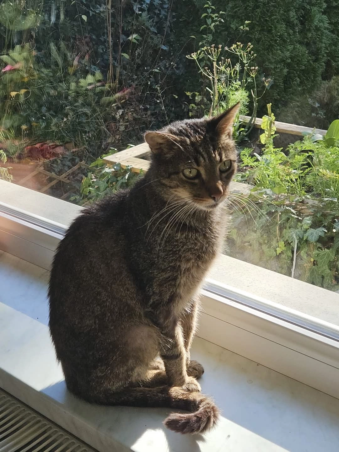 Stups /"stupsi" - Gorintschach, Sankt Jakob im Rosental