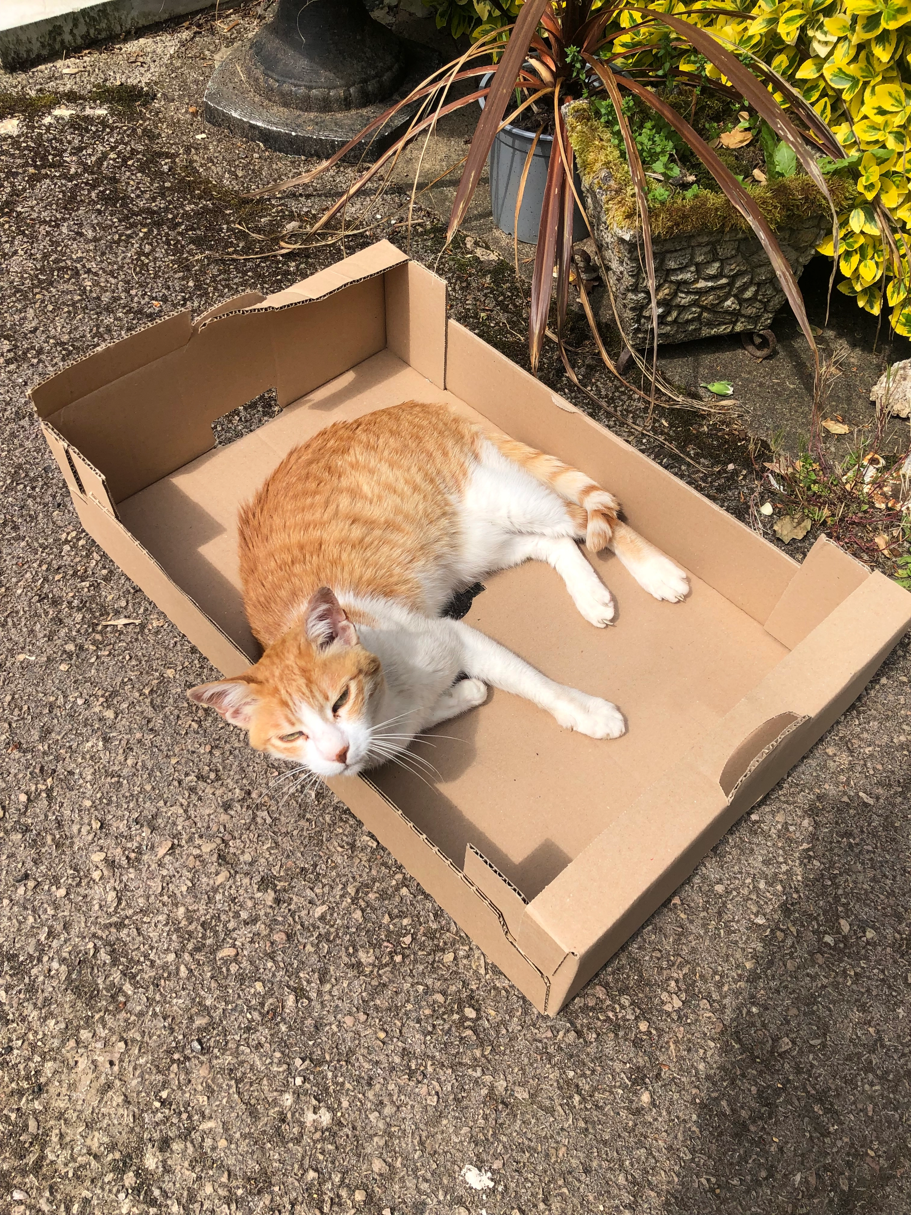 Amina - Deep Dean, Ross-on-Wye