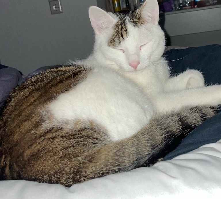 Filou - Knittlinger Straße, Bretten