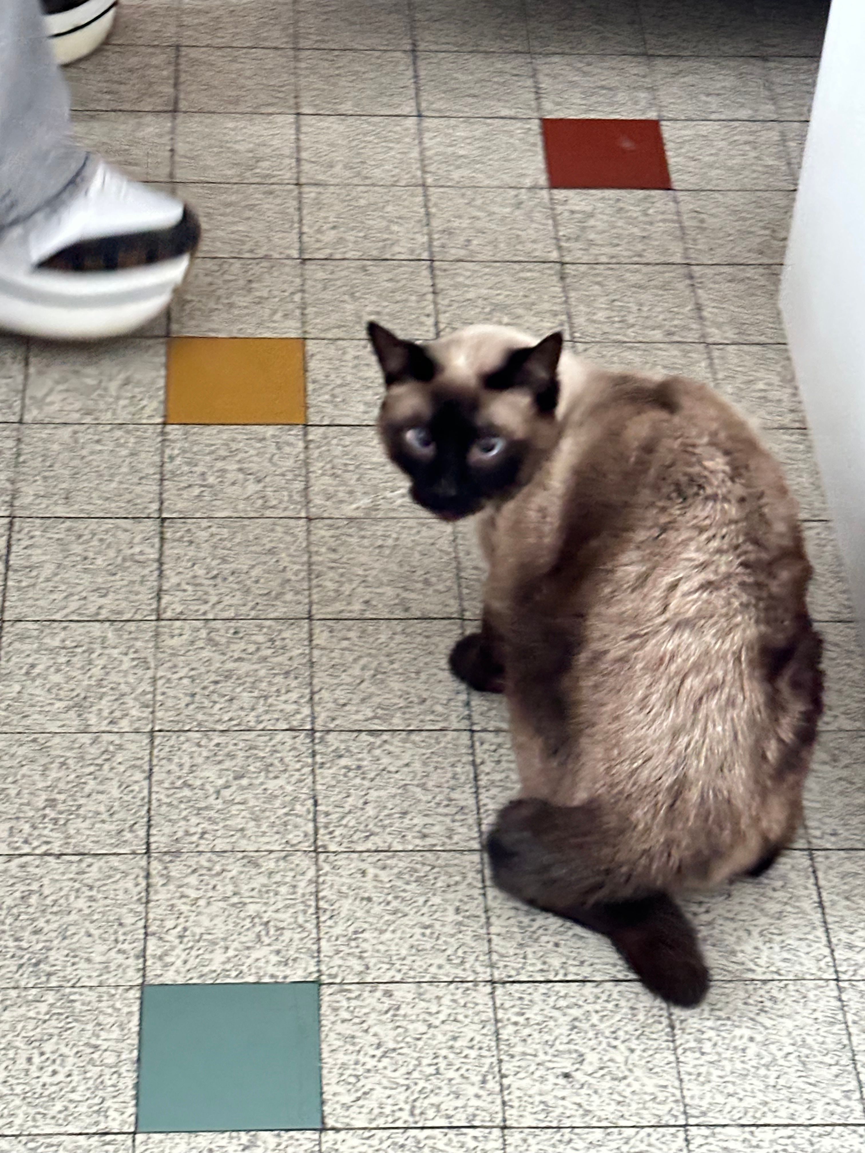 Domino - Avenue du 8 Mai 1945, Labruguière