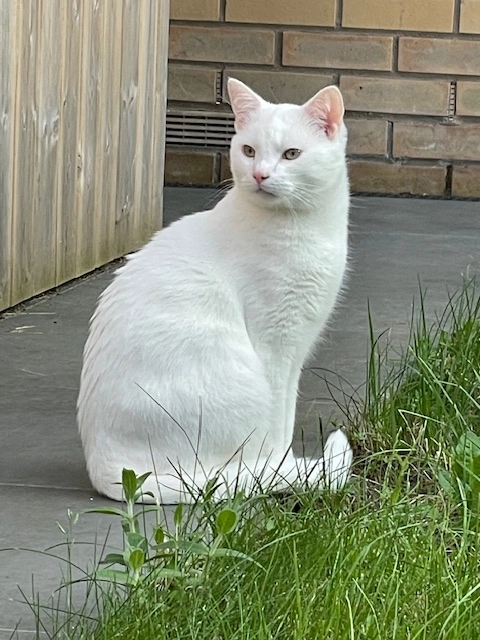 nick chai - Maes y Gad, Sain Ffagan