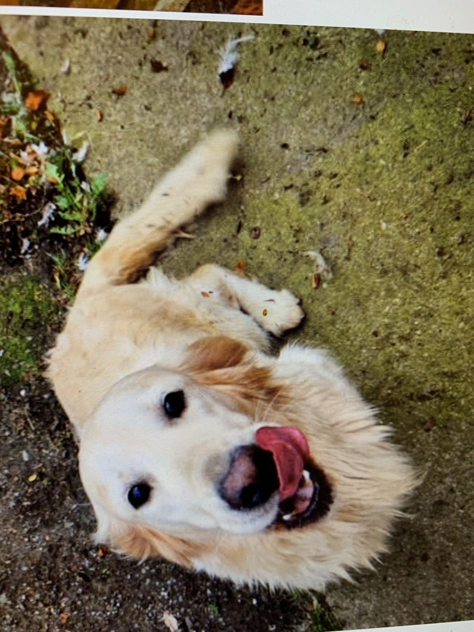 Beau - Alumhurst Road, Bournemouth