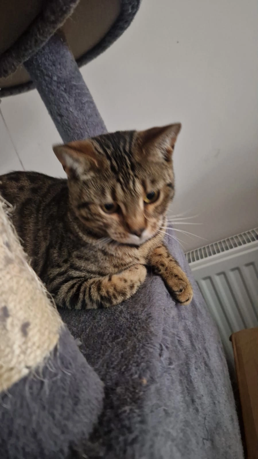 Milo - Oakdene, Ipswich