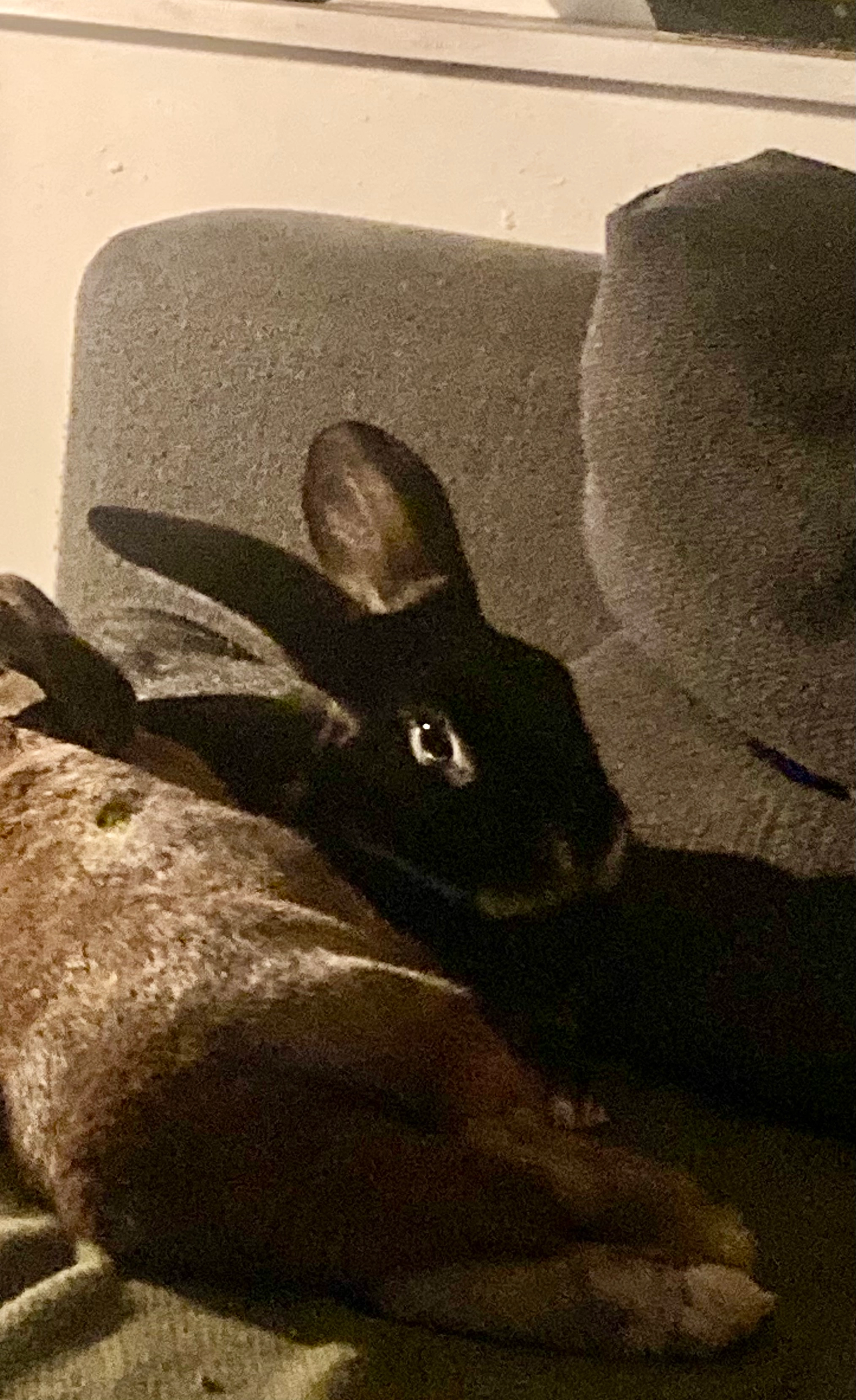 Thumper  - WA16 0hh, Knutsford