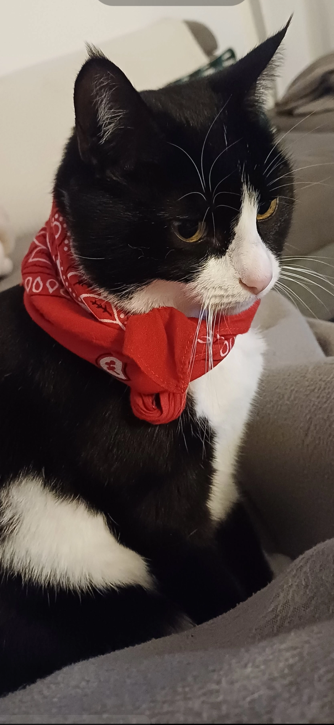 Muezza  - 265 Chemin du Prieuré, Saint-Baldoph