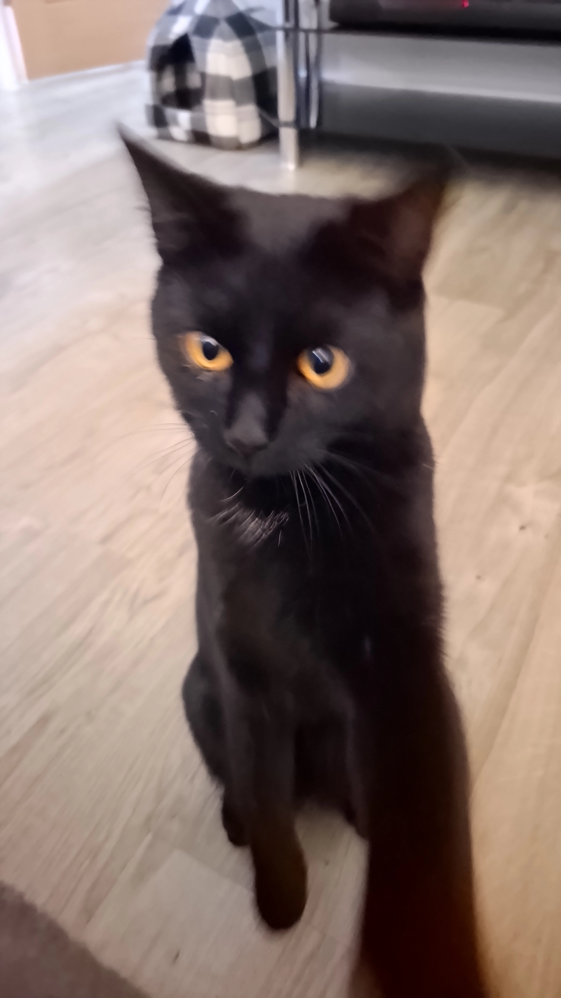 Bean - Wheatcroft Drive, Belper