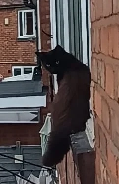 KitKat - Shelly Crescent, Birmingham