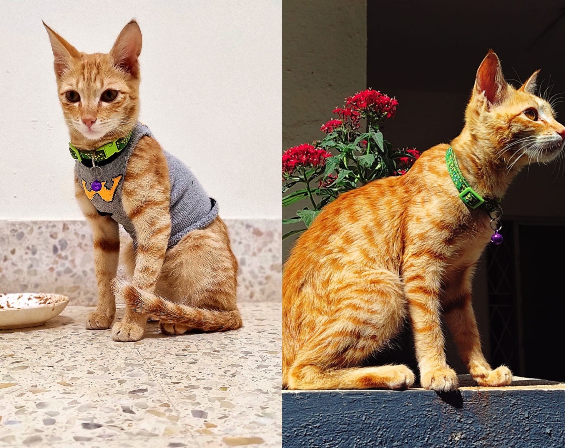 Bella - 6th Cross Road, Bengaluru