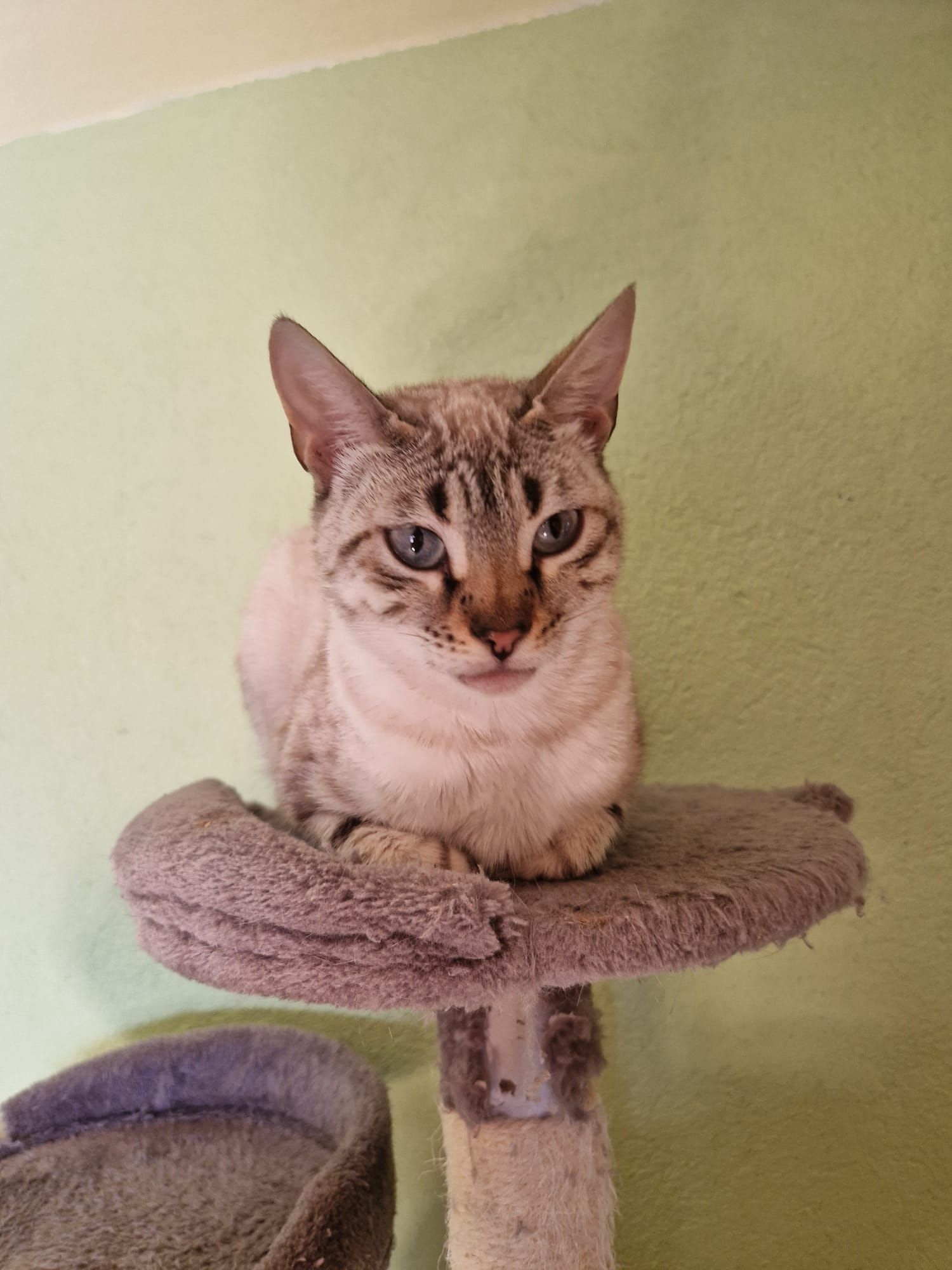 Lilly  - Hauptstraße, Eggolsheim