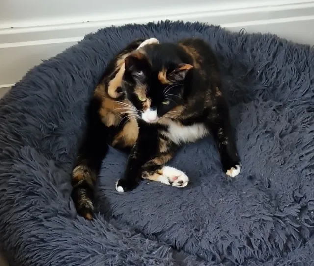 izzie - Leonard Avenue, Morden