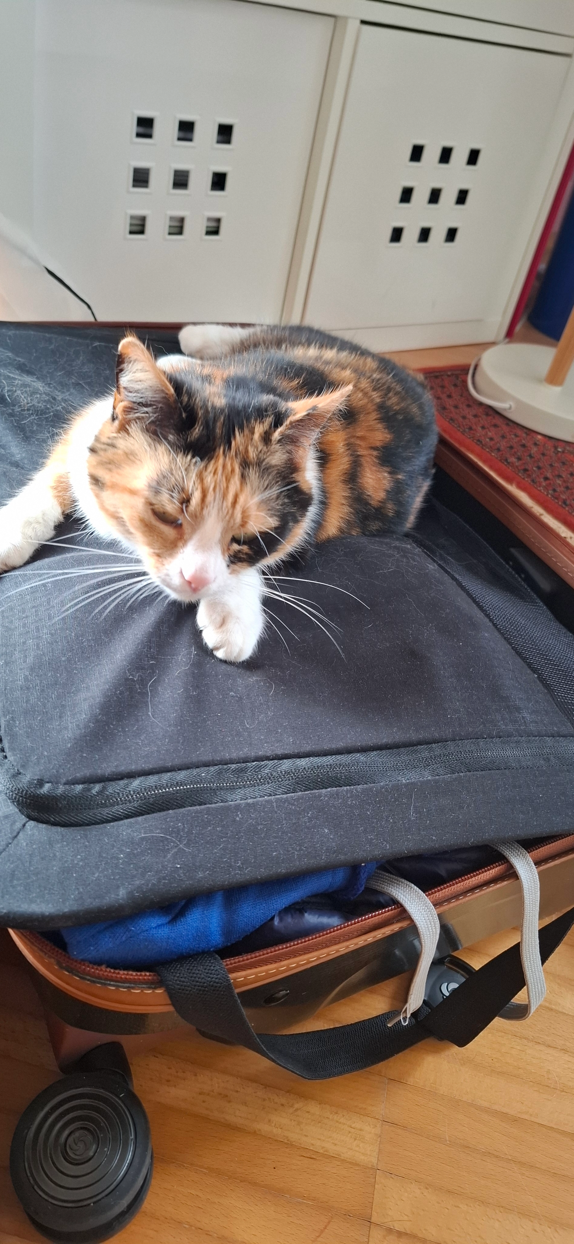 Minka - Walser Straße 107, Wals-Siezenheim