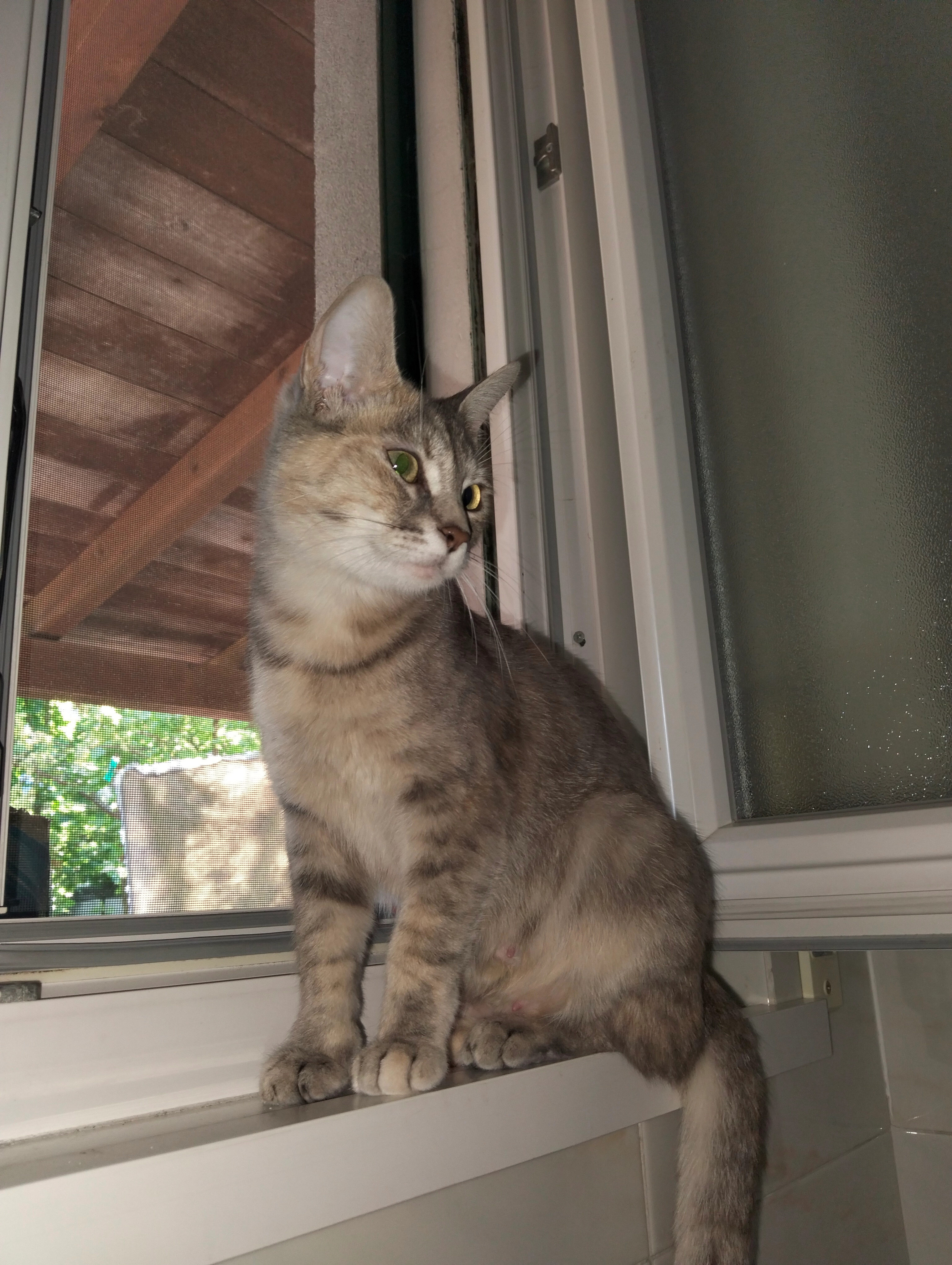 Mizi - Via Spilimbergo, Tavagnacco