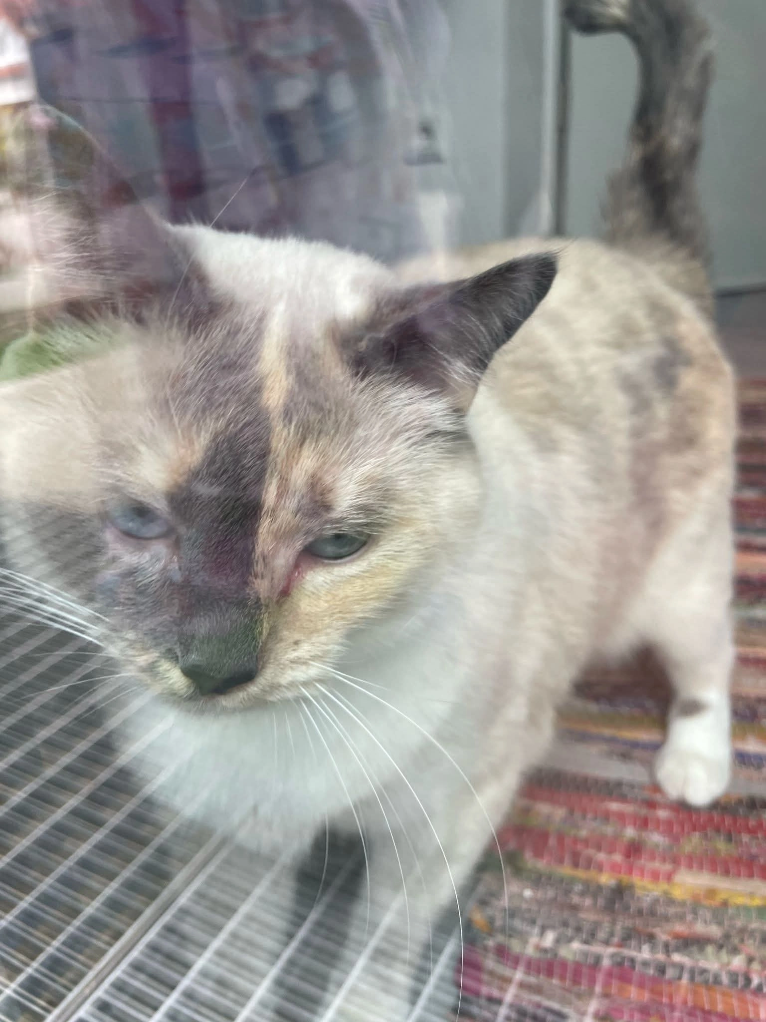 Catya - De Drift, Bremen