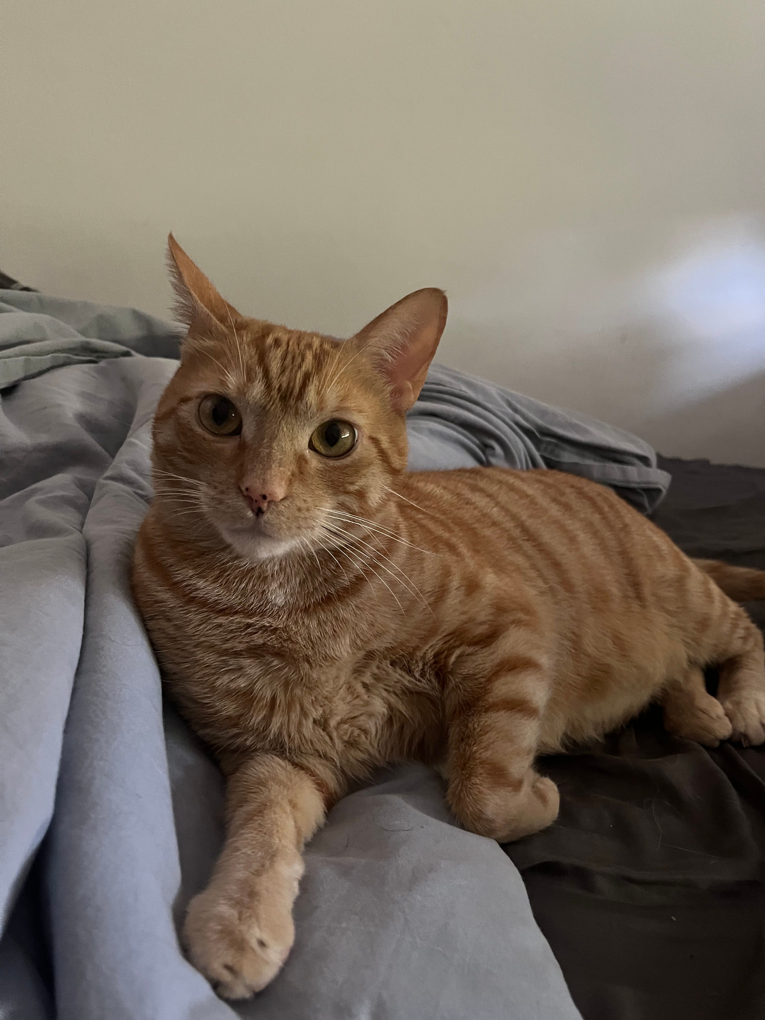 Simba - Praça Cidade De Dili, Lisbon