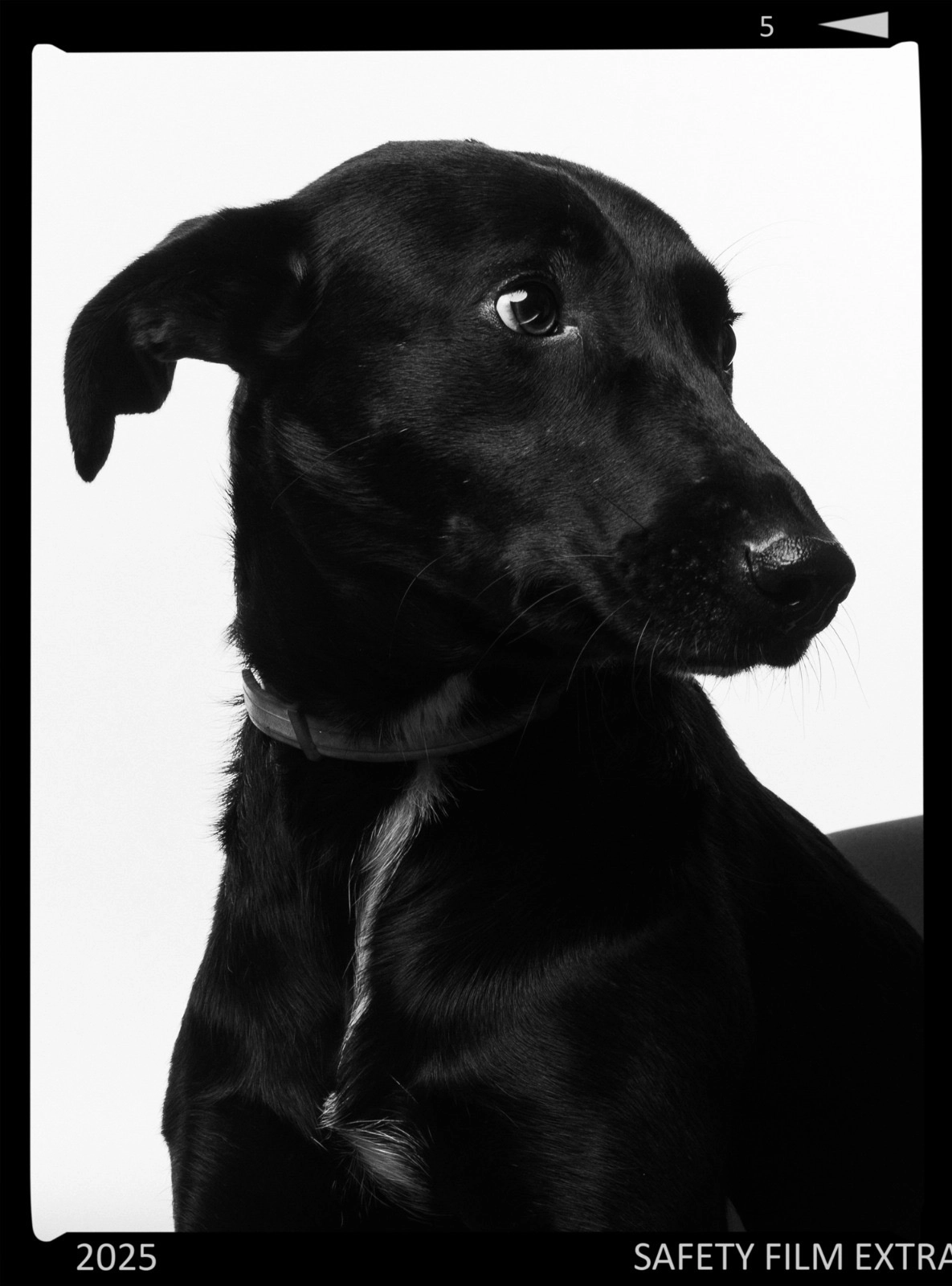 Leica - Boulevard Robert Jarry, Le Mans