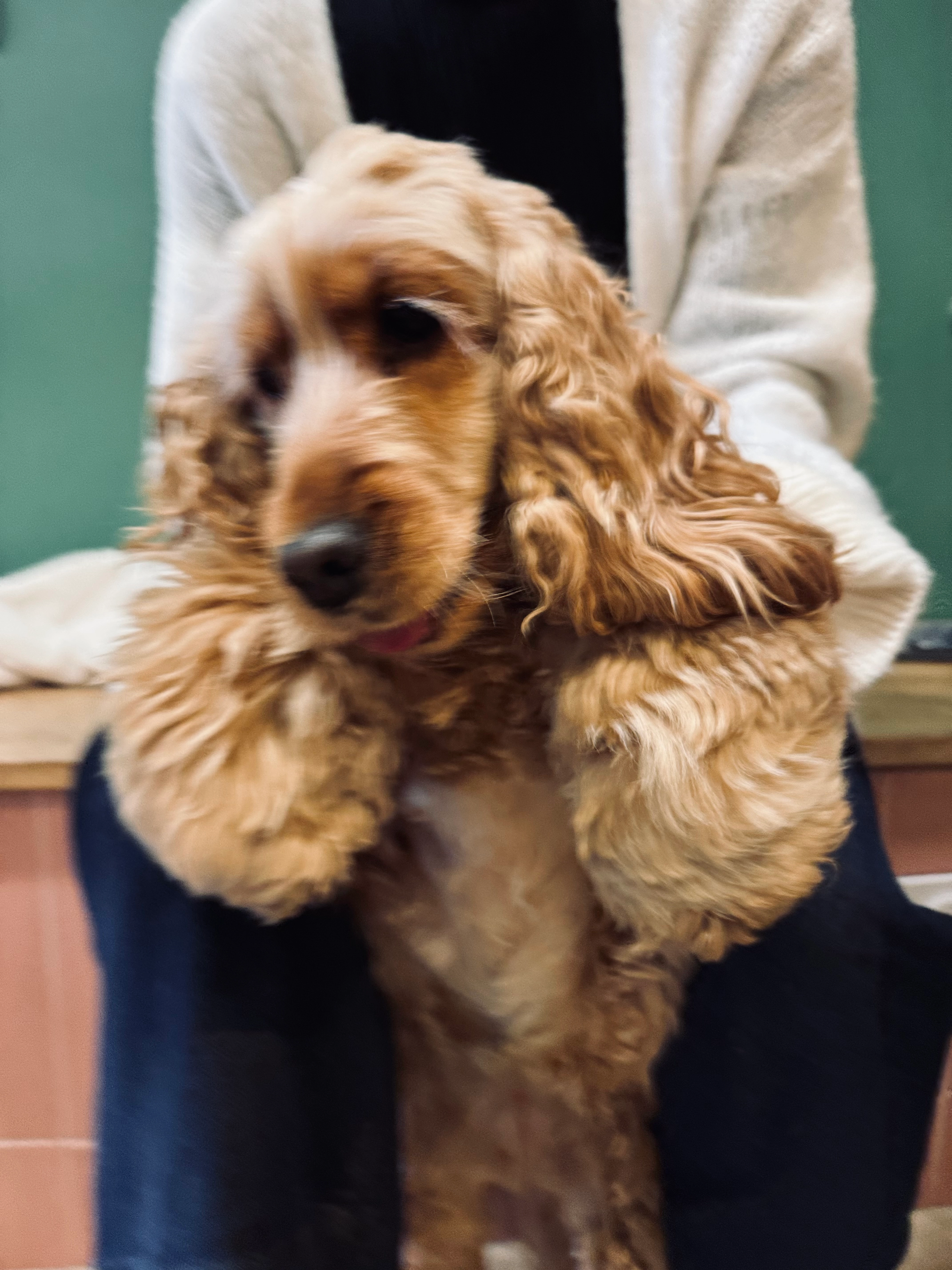 Stella  - Chemin du Ronzère, Chaponost