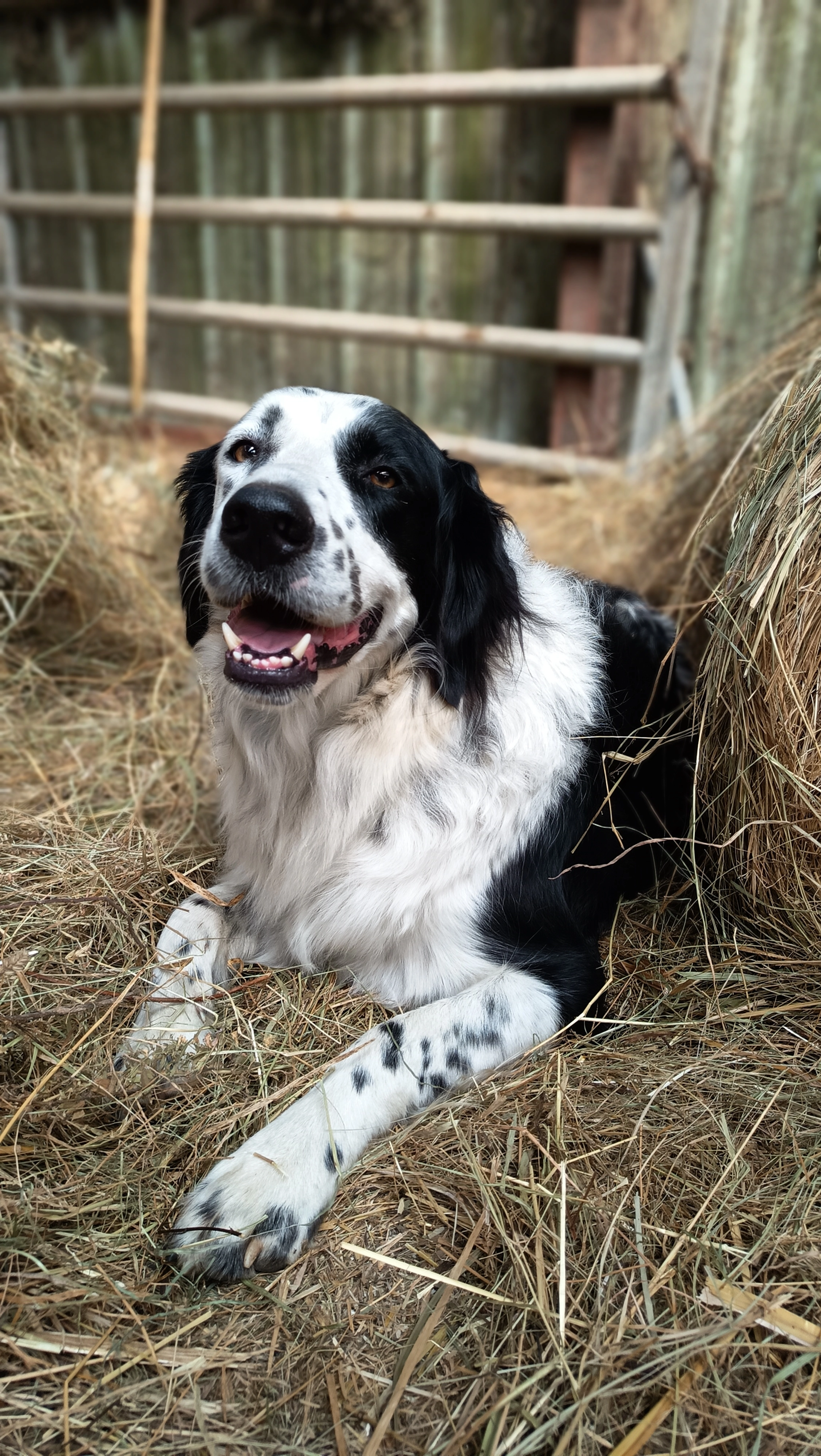 Ousmane  - 11 Cami Dal Castel d'Aigo, Mouzieys-Panens