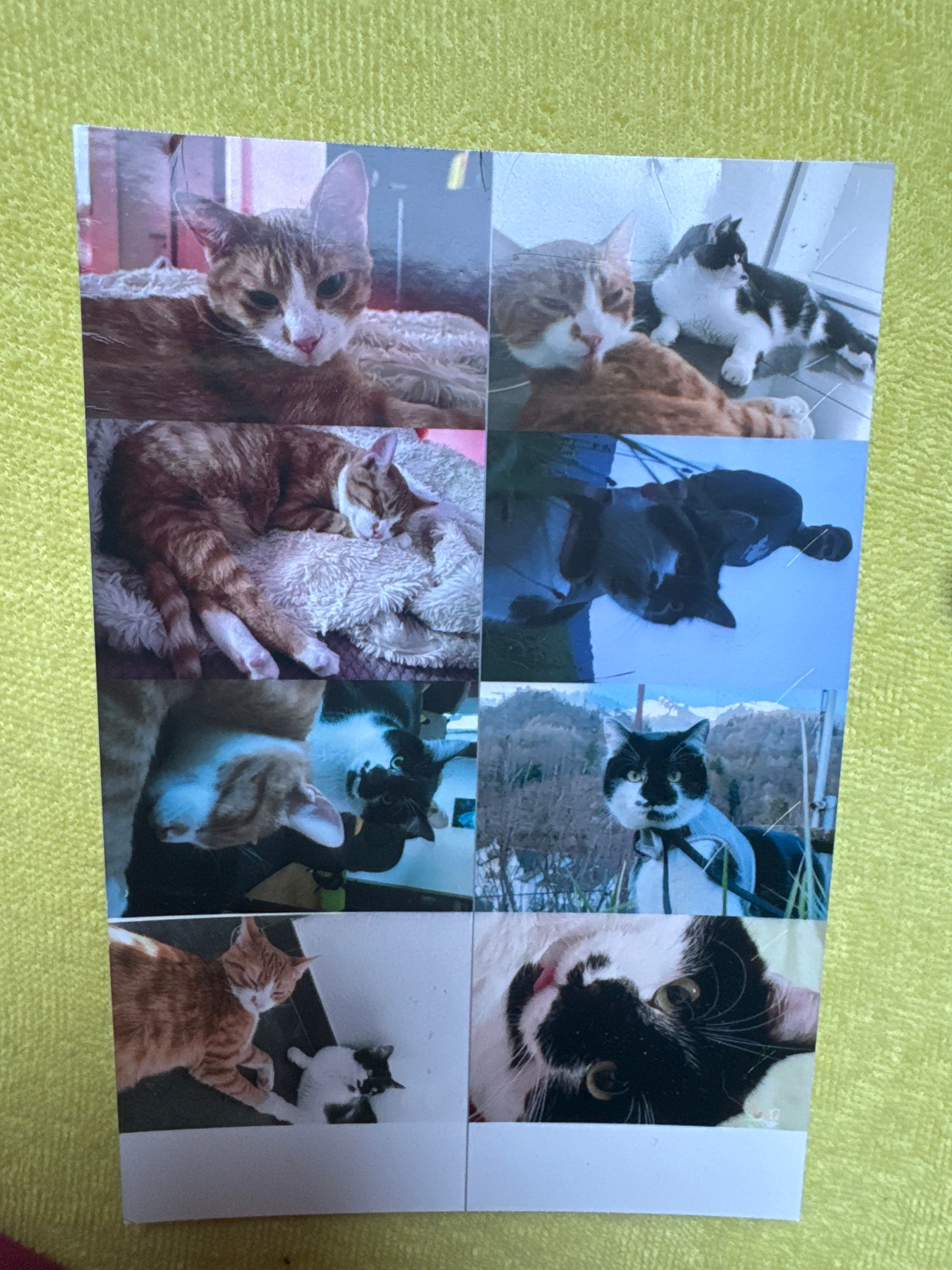 Sira und maxwell - Prättigauerstrasse, Landquart