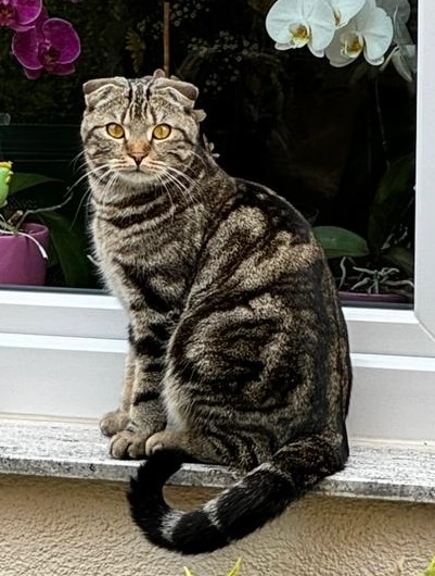 Simba - Bogenstraße, Bad Rappenau