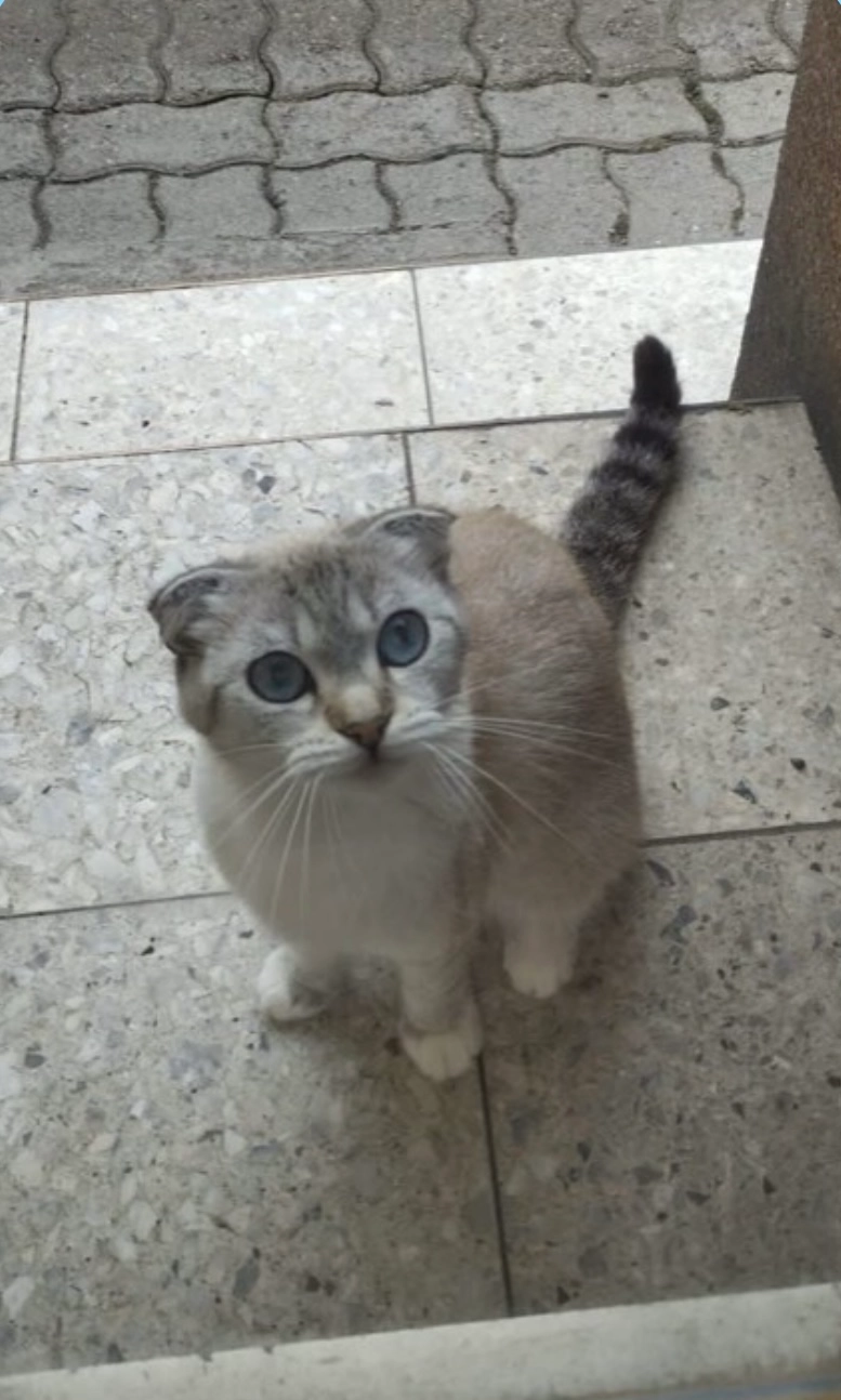 Zoey - Burgherrenstraße, Kaiserslautern