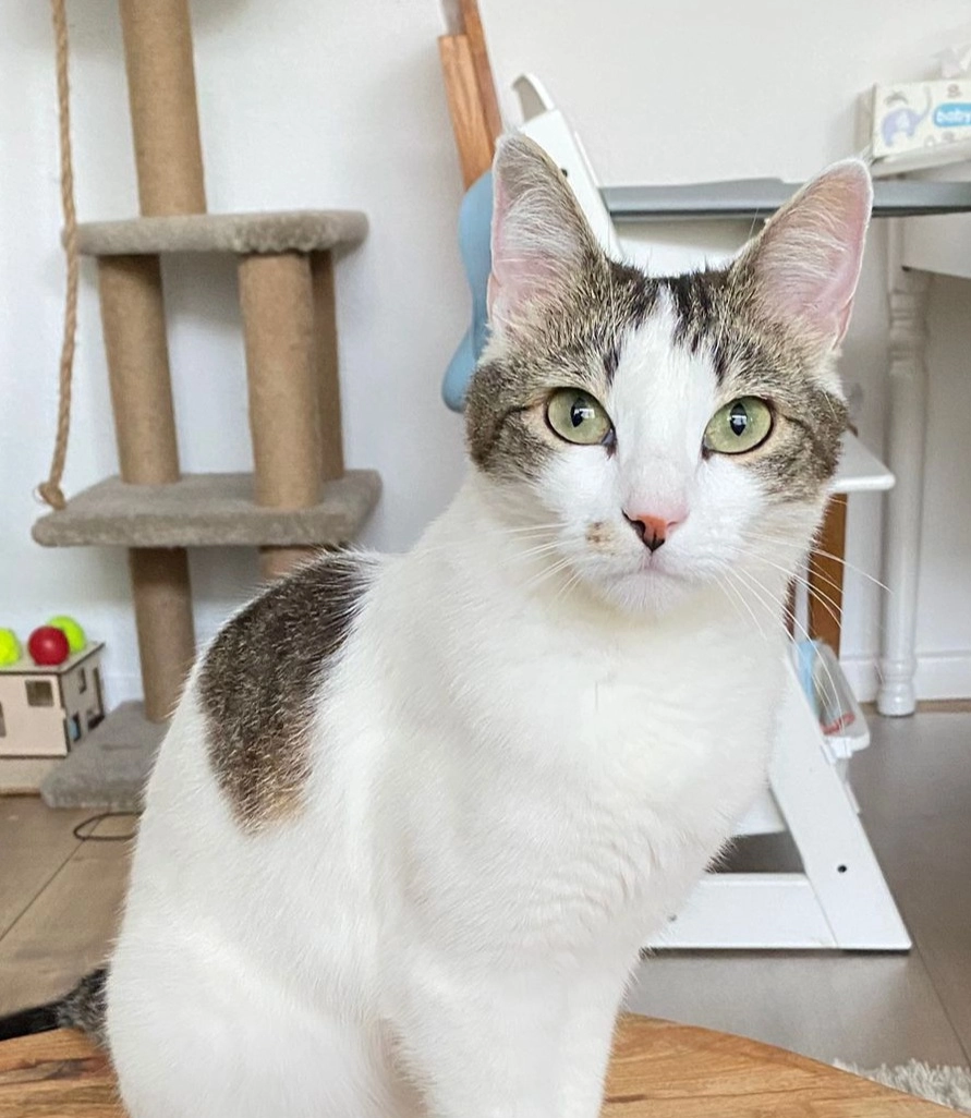 Mulle - Goerdelerstraße, Lübeck