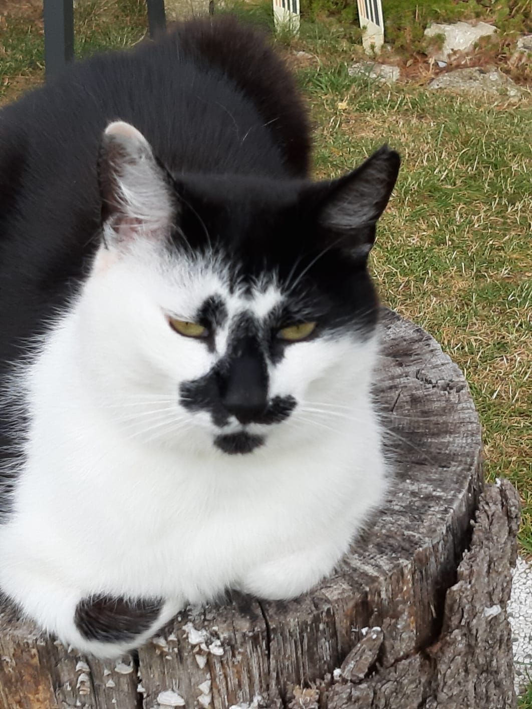 Max  - An der Dornheide, Sondershausen