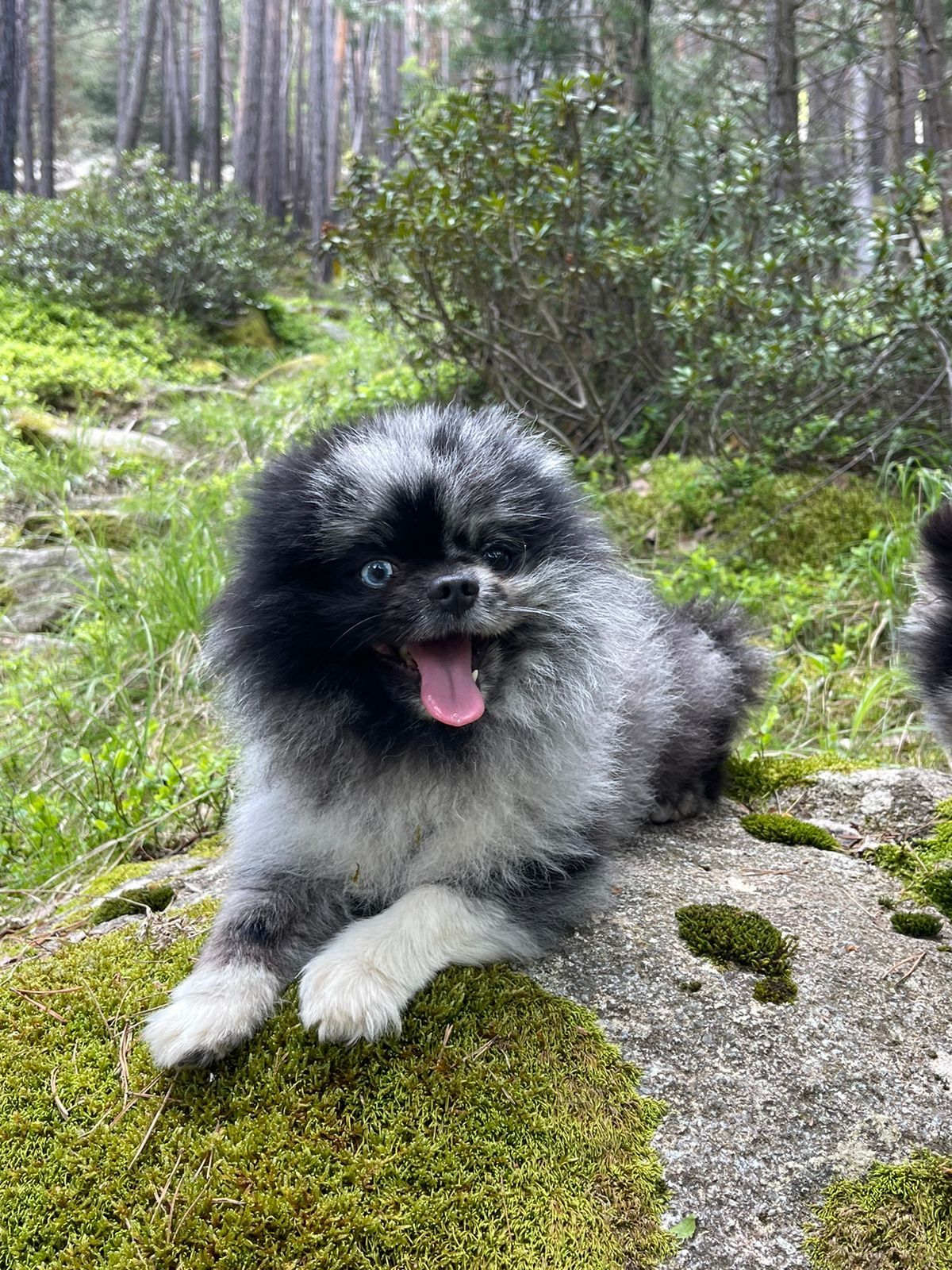 Marshal - Carrer Gorria, Sant Carles de la Ràpita