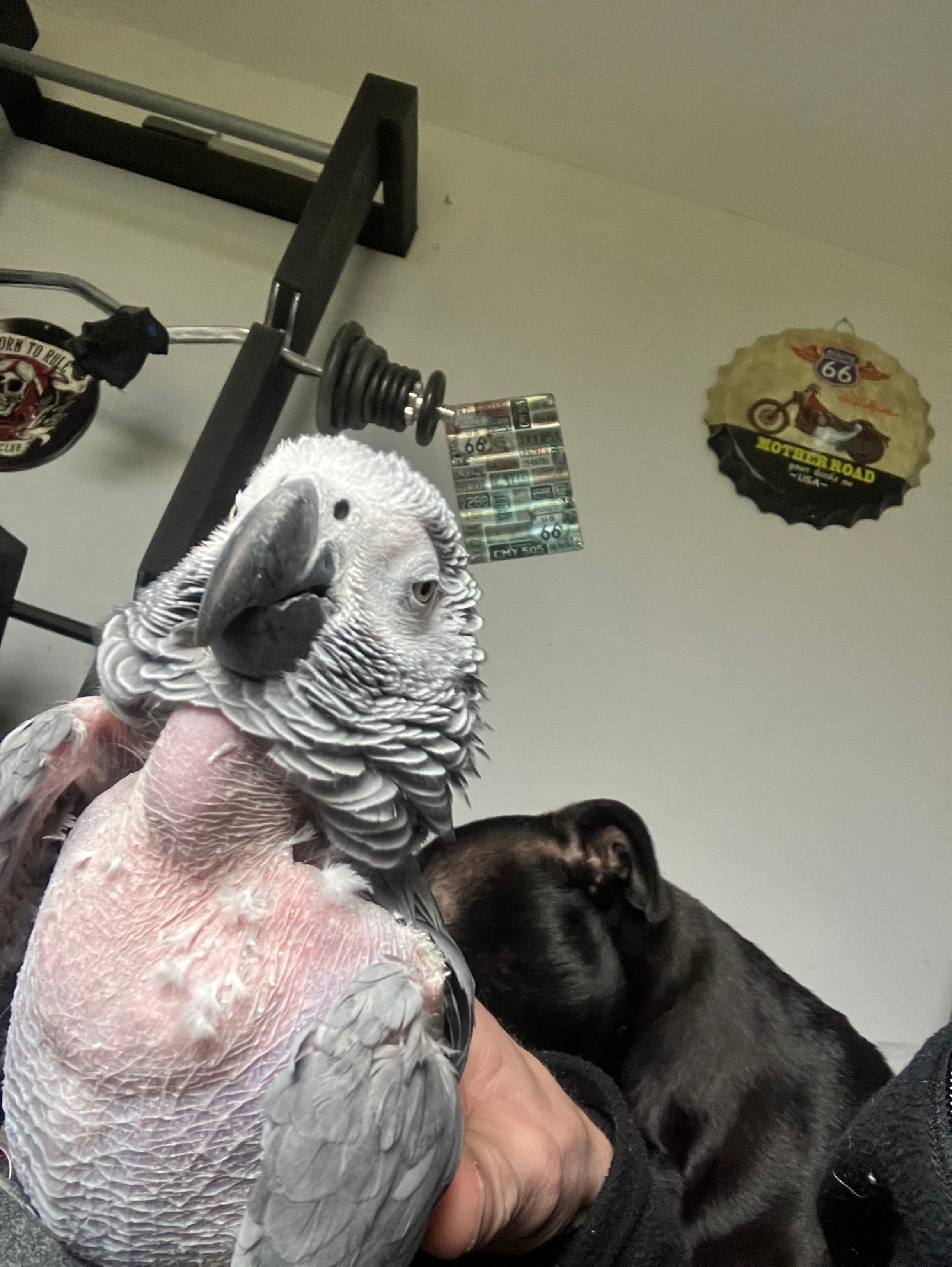 Kiwi - PL26 8, Saint Austell