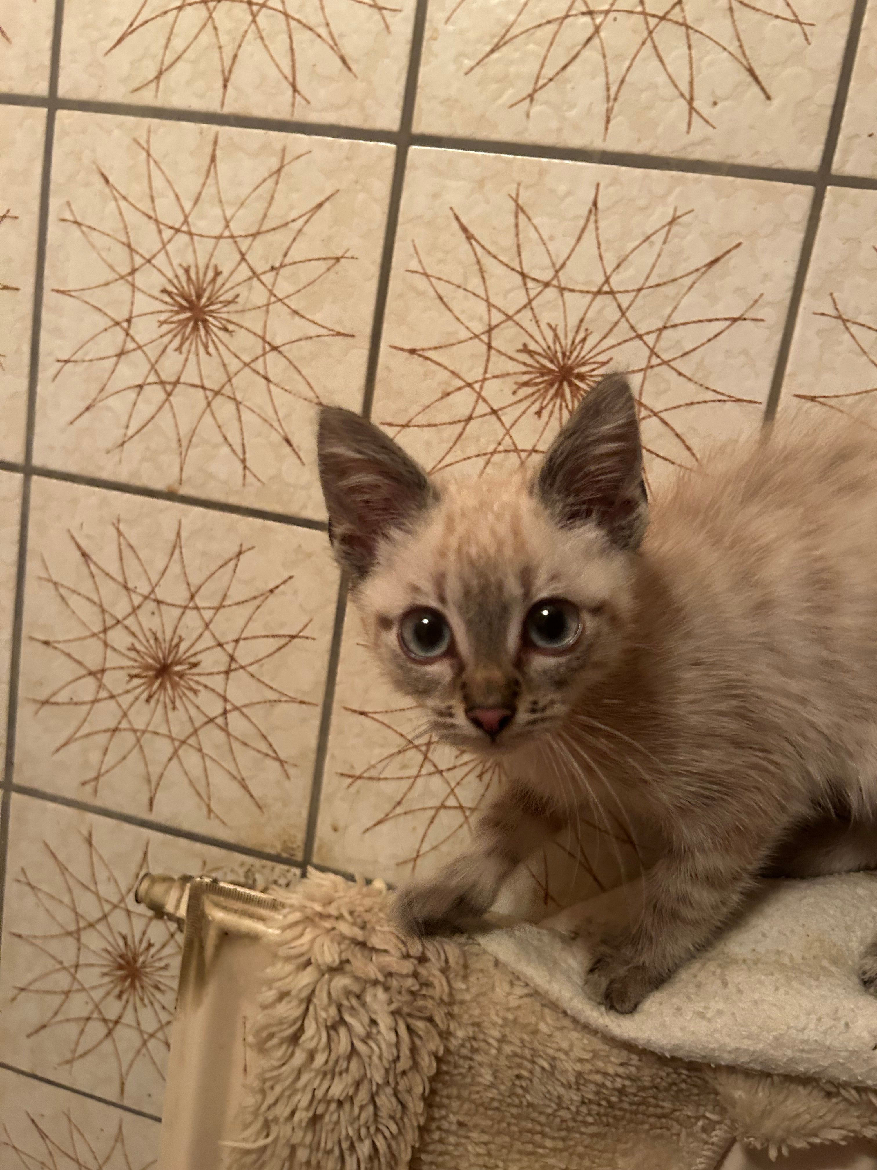 Flipper - Metzinger Straße, Neuffen