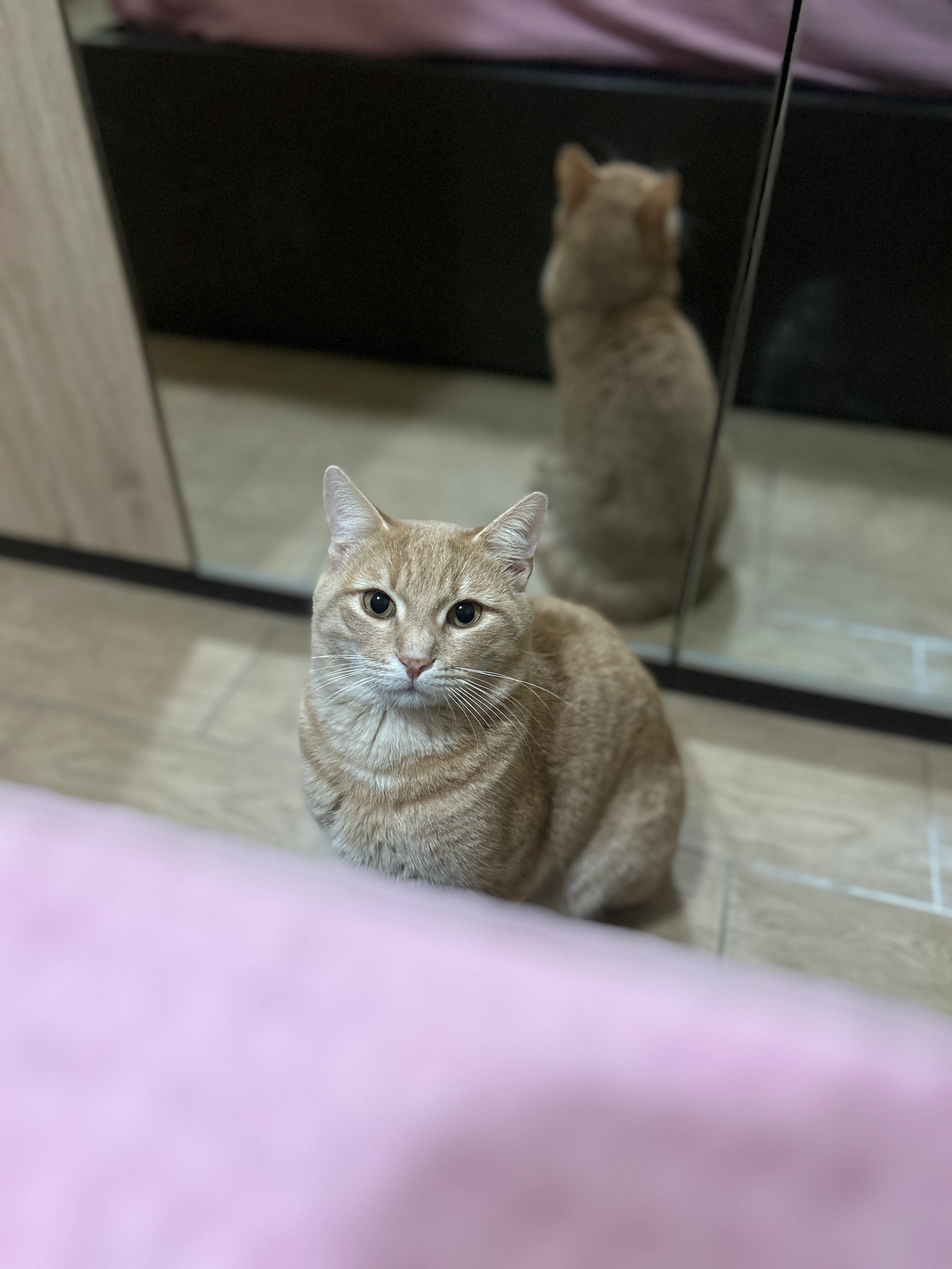 Gatto - Via Ubaldo Comandini, Roma