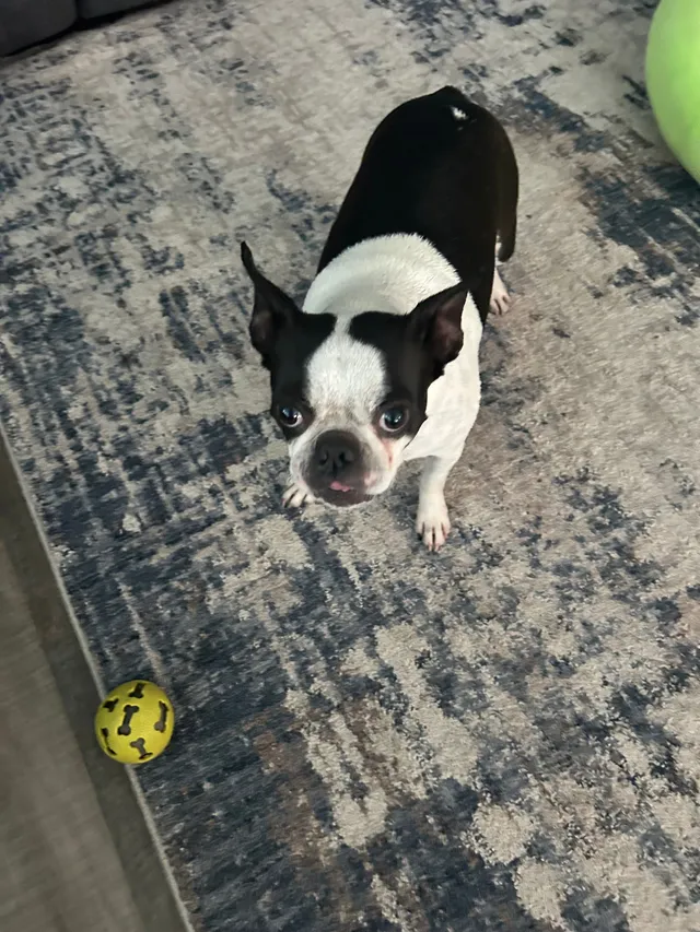 Lucy - Hoover Street, Spring Hill
