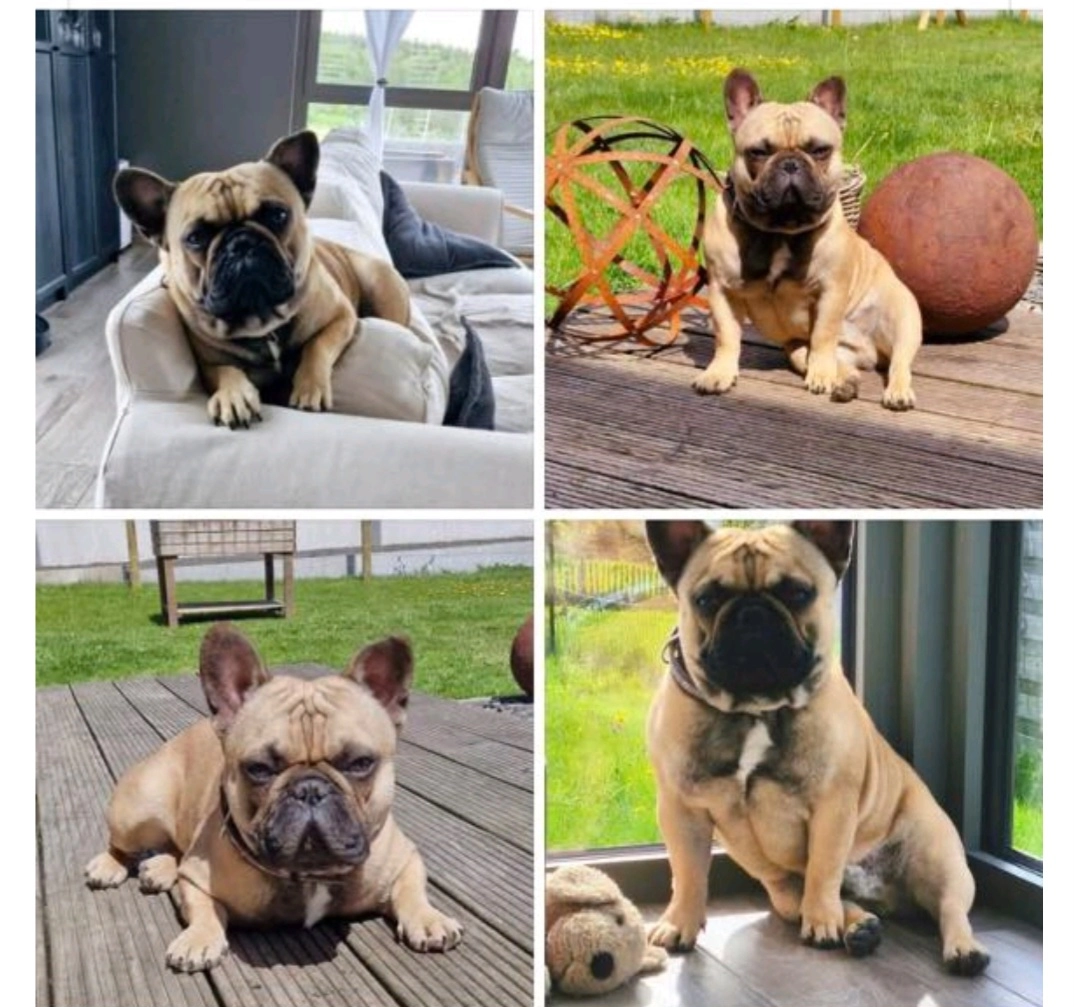 Igor - Rue De Bernimont, Sainte marie chevigny