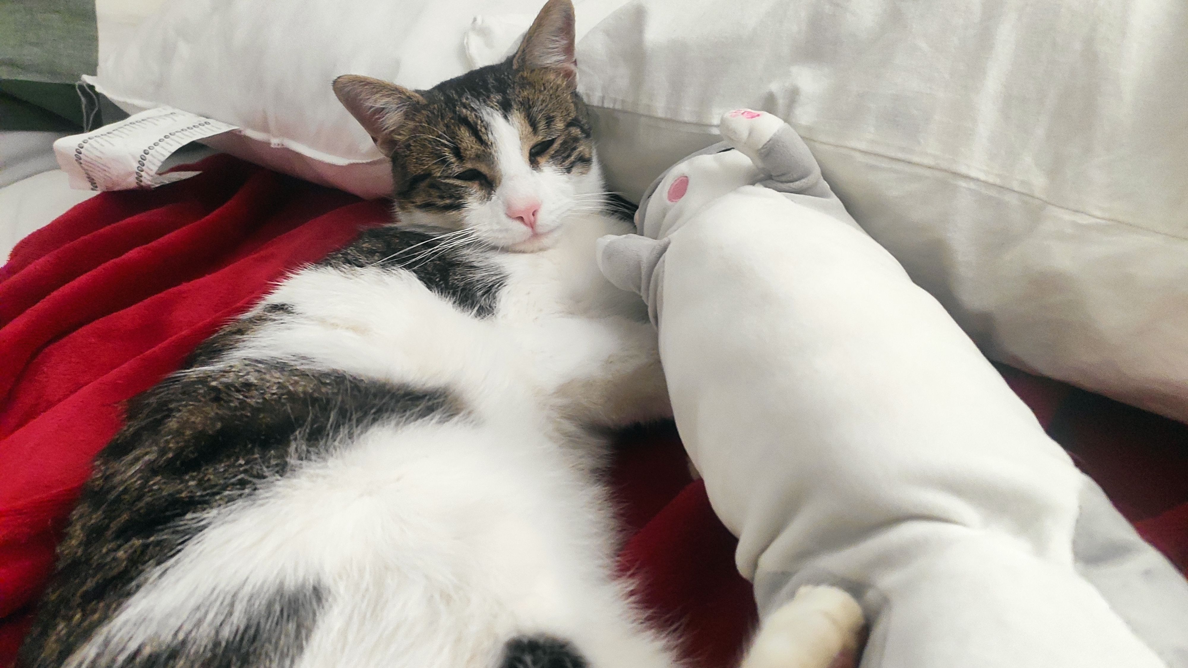 Tom - Vohburggasse, Hollabrunn