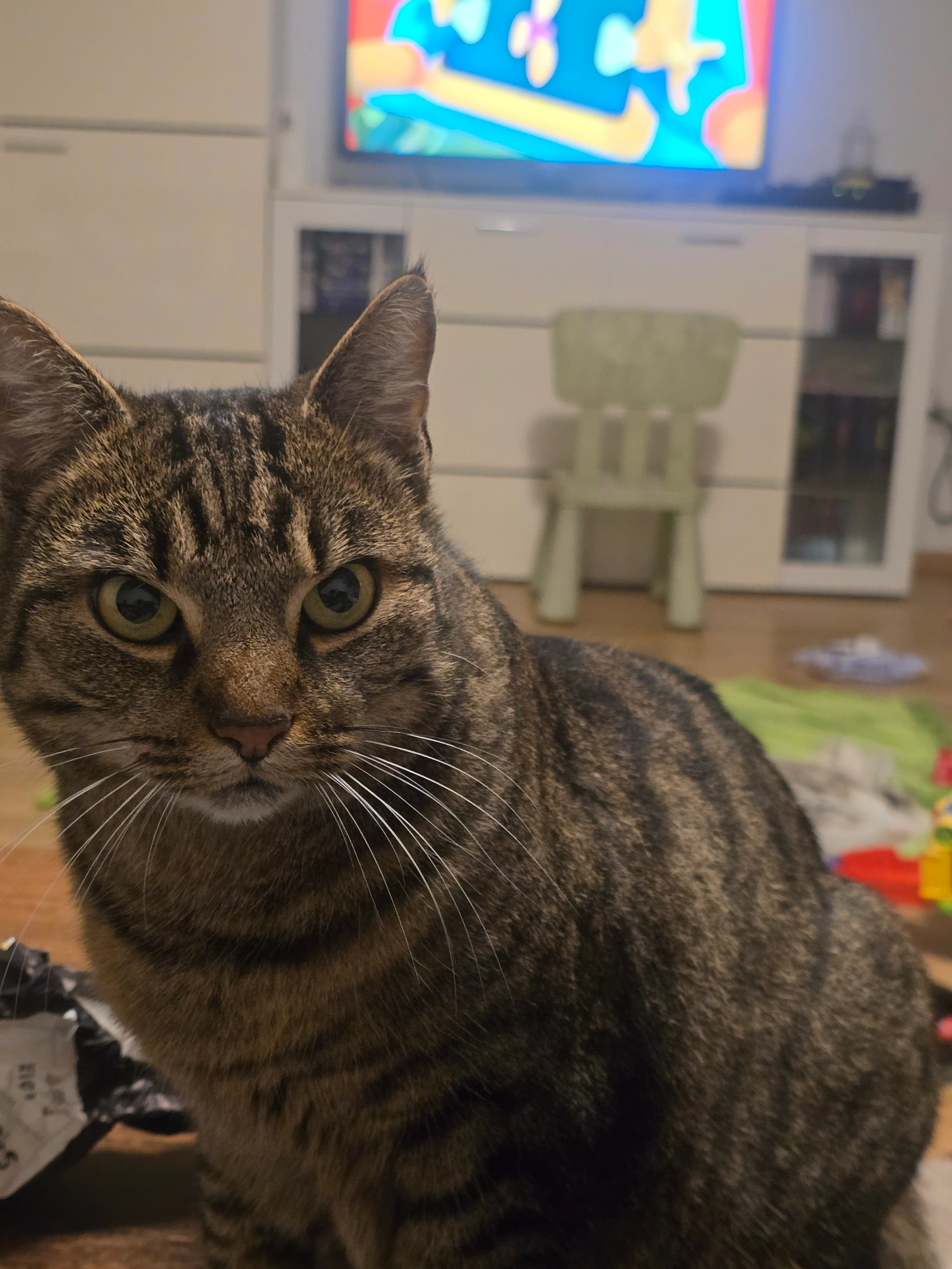 Tommy - Zur Laake, Riede