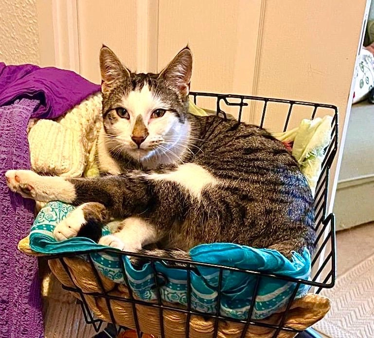 Sirius - 13 Mittlerer Semm-Weg, Colmar