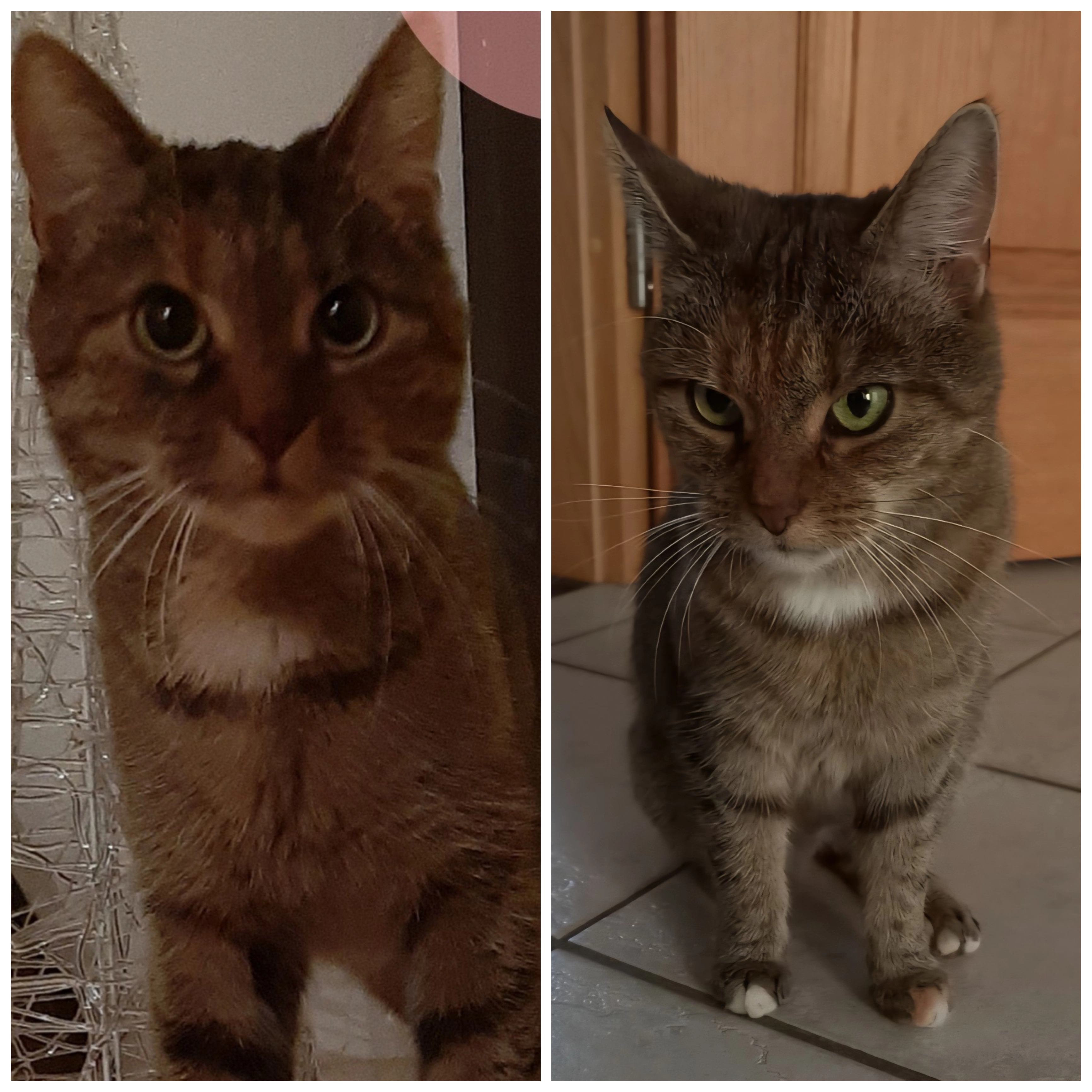 Sunny - Poetschstraße, Dessau-Roßlau