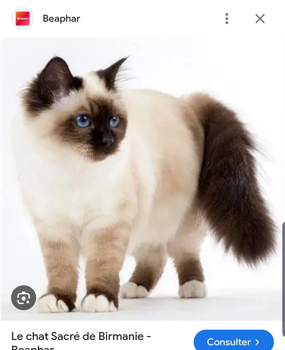 Minouchette - 297 Rue de Paris, Amiens