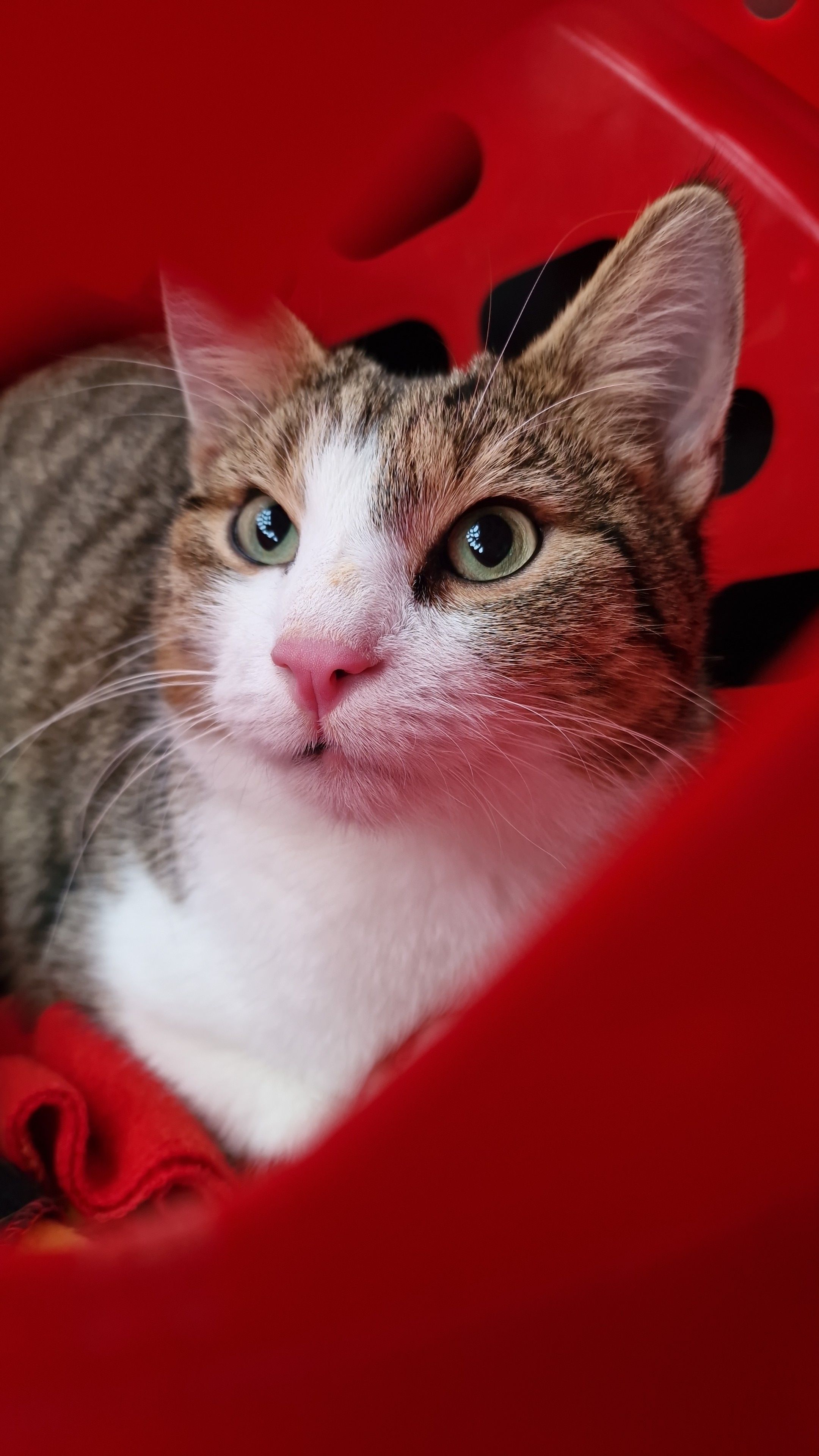 Raffi - Schäferweg, Leipheim