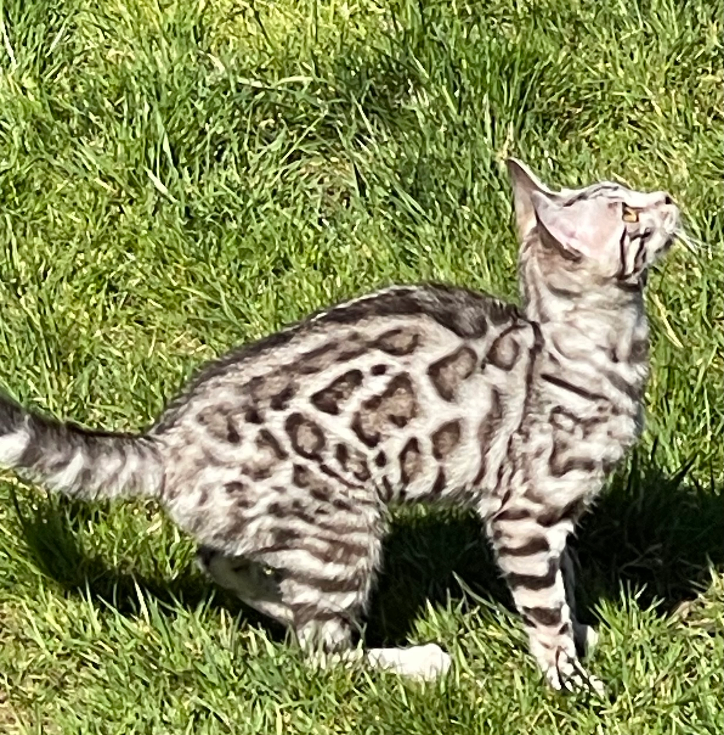 Cala Lily - 8 Hares Patch, Chippenham