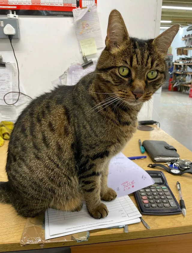 Loki - Witham Road, Witham